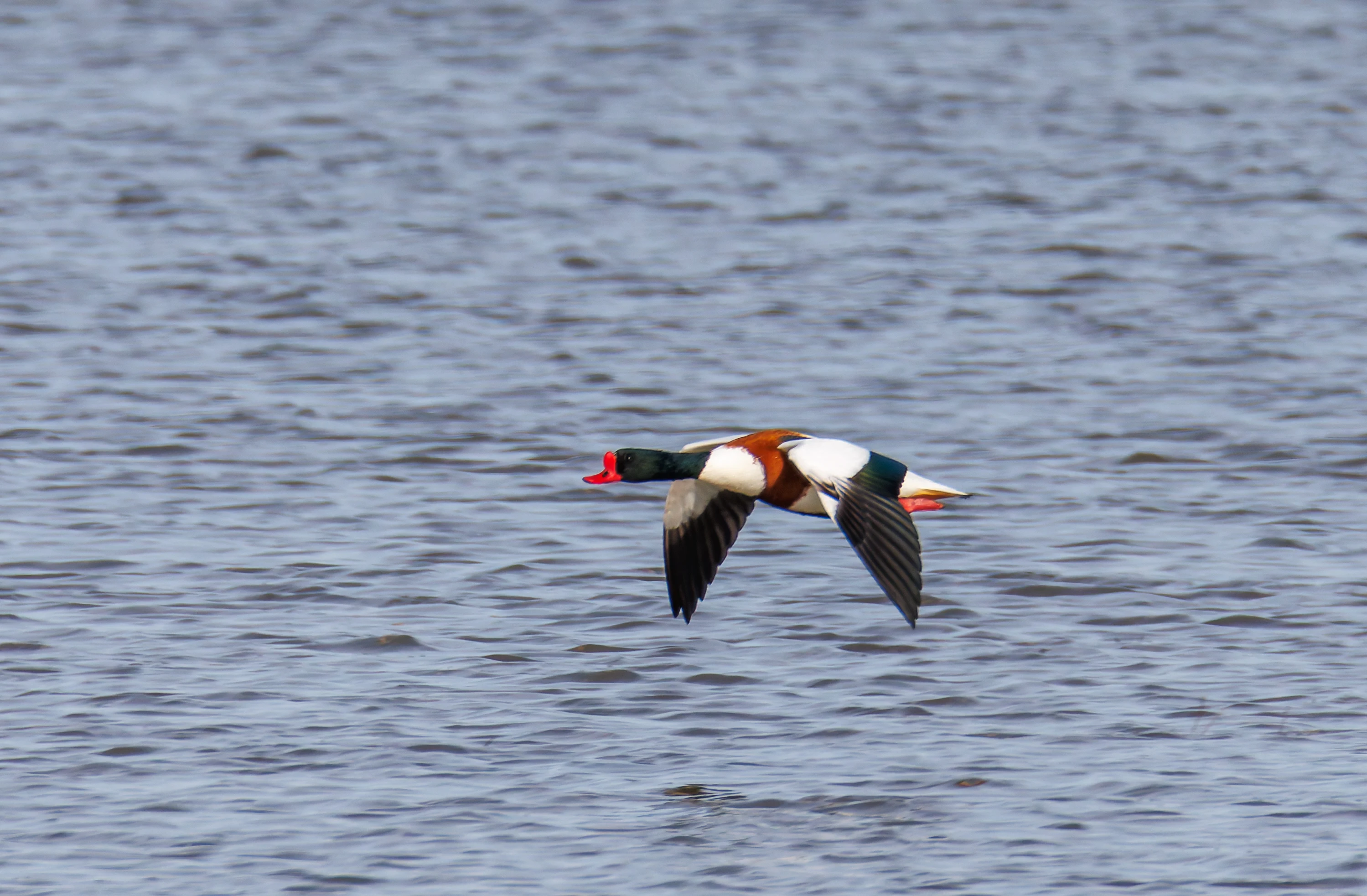 Shelduck, Backsands Lane, Preston, UK — photo by Orlando Prugel-Bennett