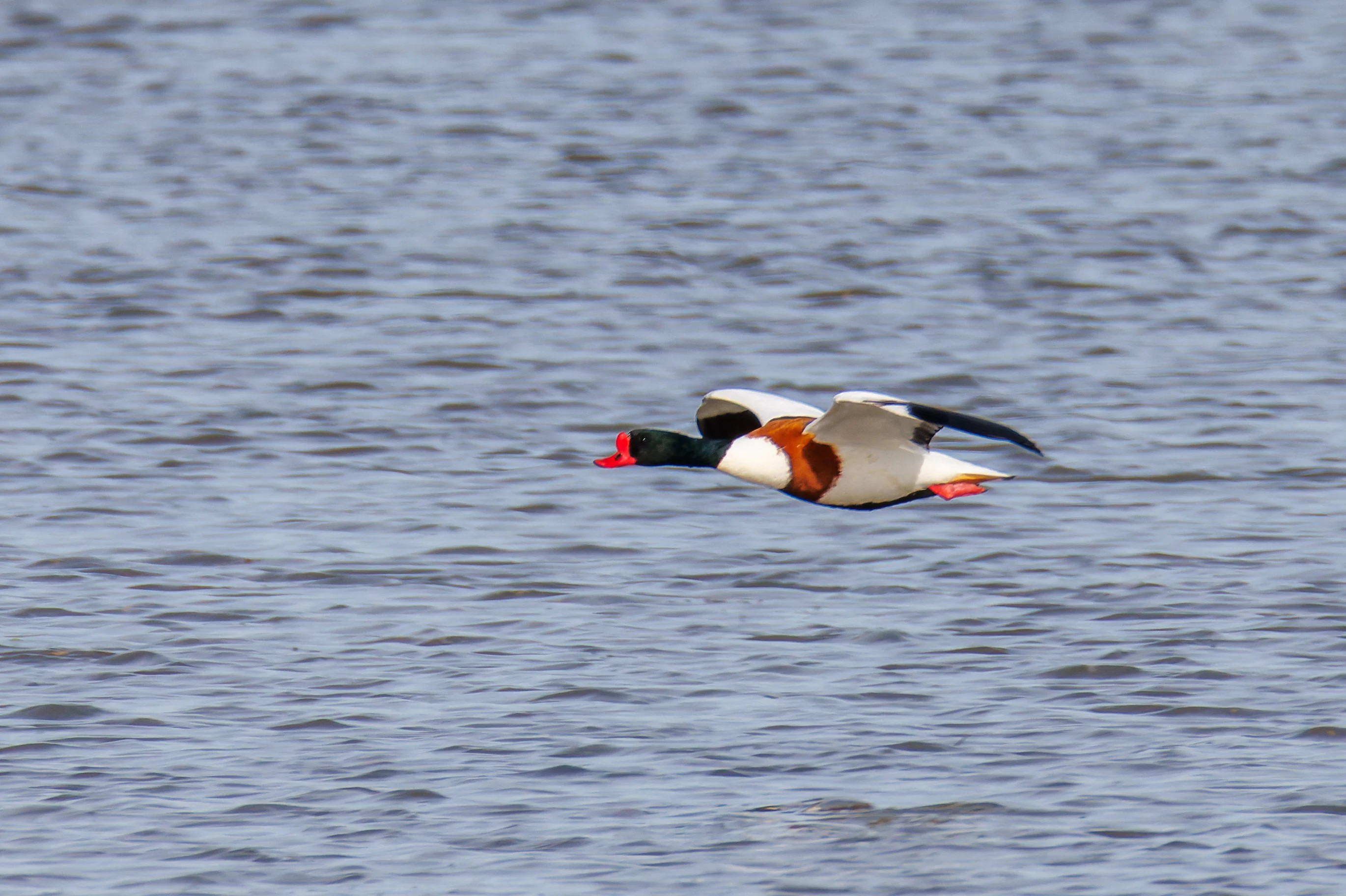 Shelduck, Backsands Lane, Preston, UK — photo by Orlando Prugel-Bennett