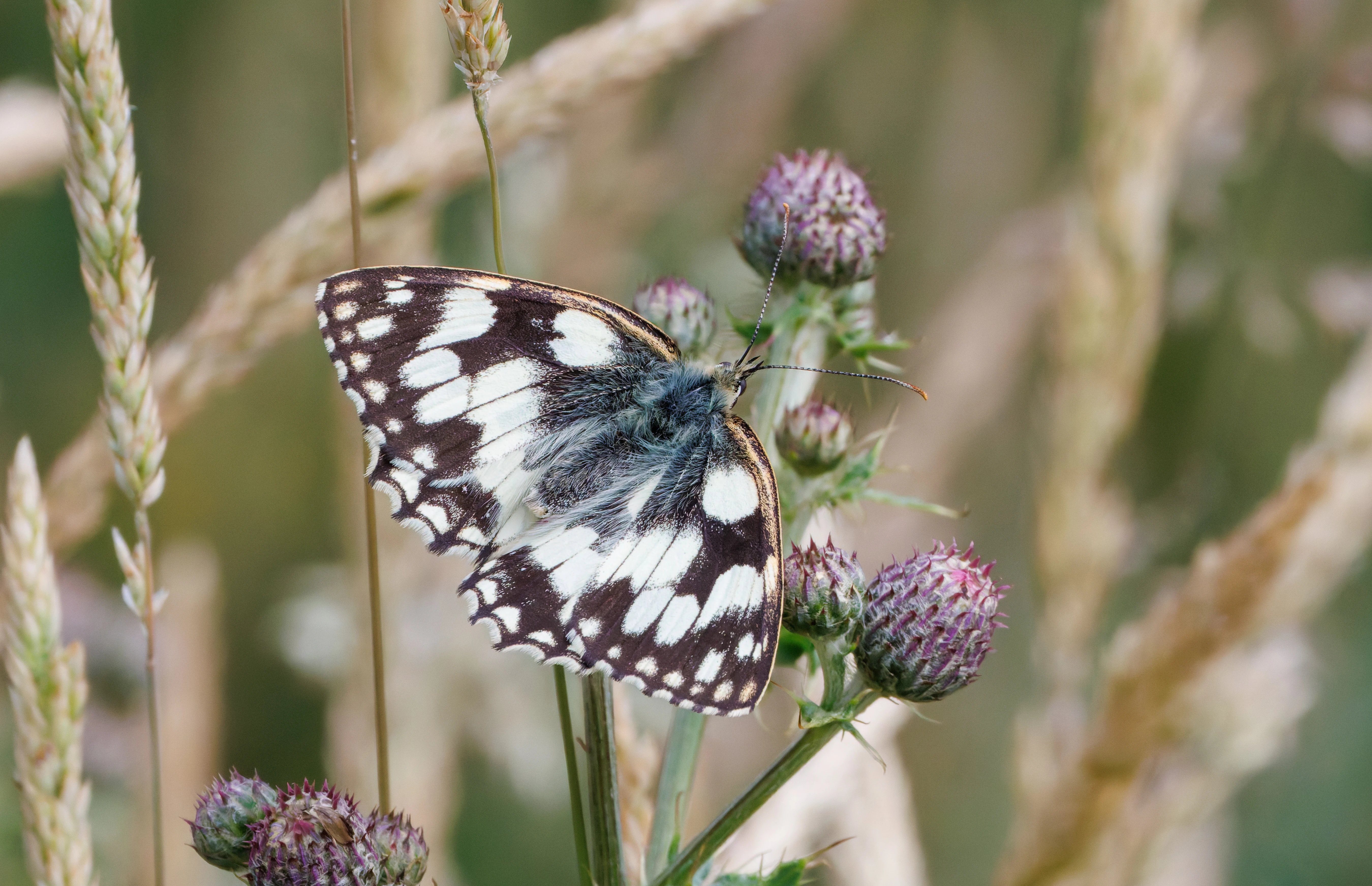 Marbled White Butterfly, Martin Down, Hampshire, UK — photo by Orlando Prugel-Bennett