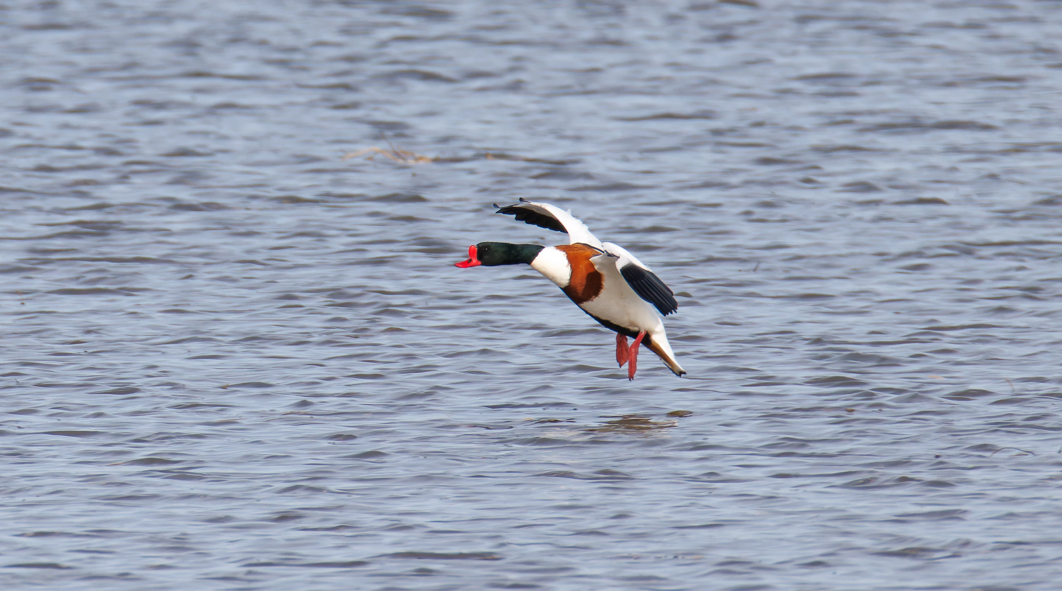 Shelduck, Backsands Lane, Preston, UK — photo by Orlando Prugel-Bennett