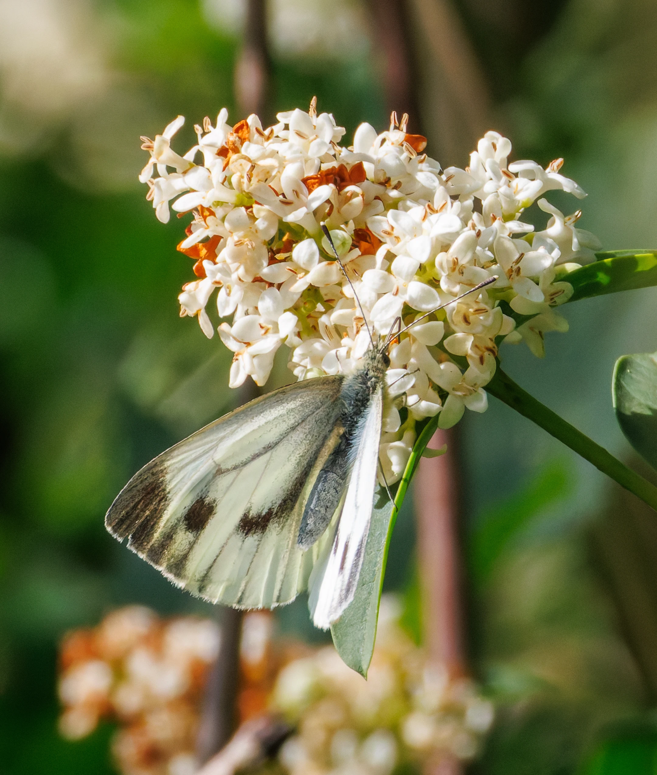 Green-veined White butterfly on flower, Martin Down, Hampshire, UK — photo by Orlando Prugel-Bennett