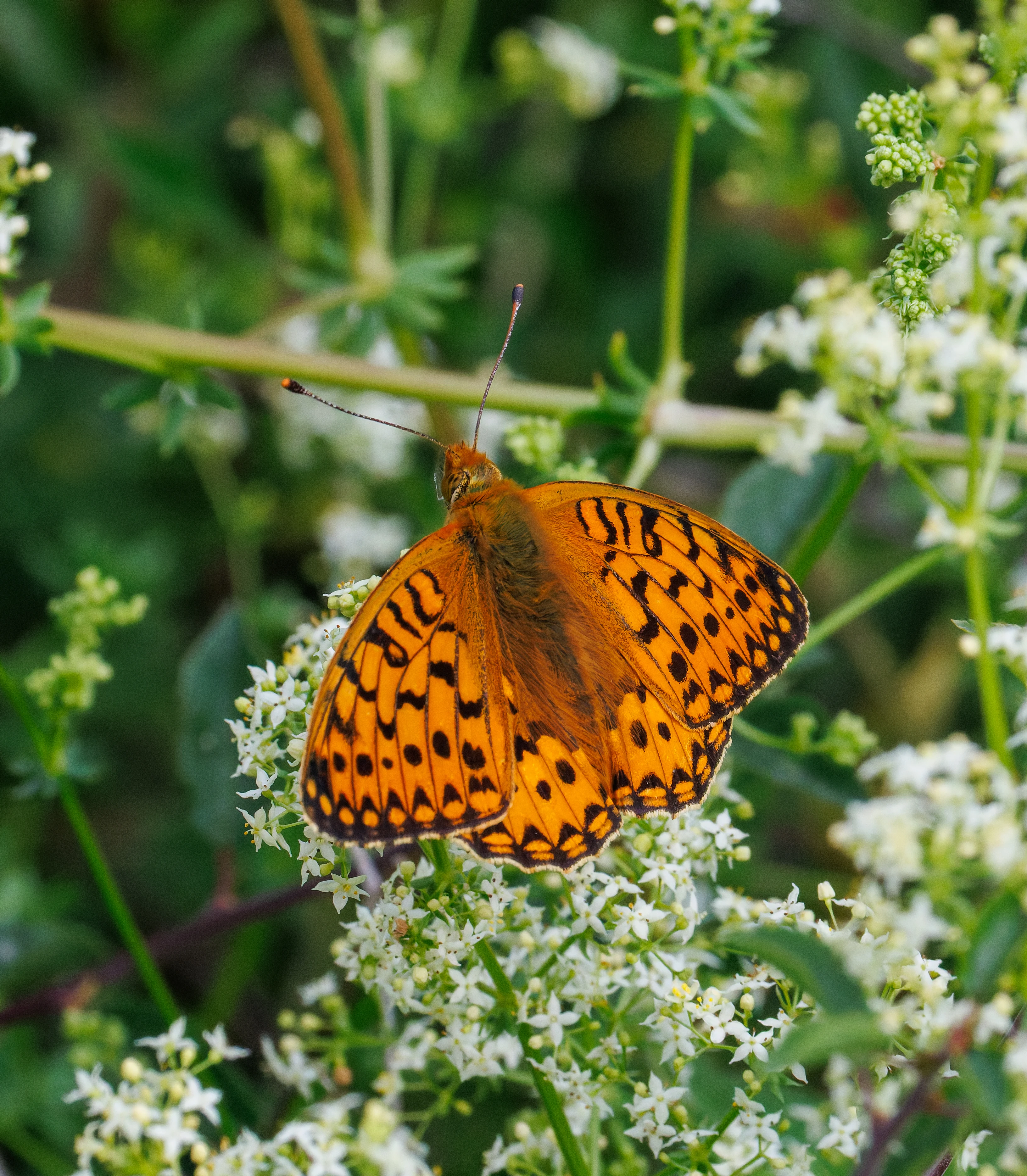 Dark Green Fritillary butterfly, Martin Down, Hampshire, UK — photo by Orlando Prugel-Bennett