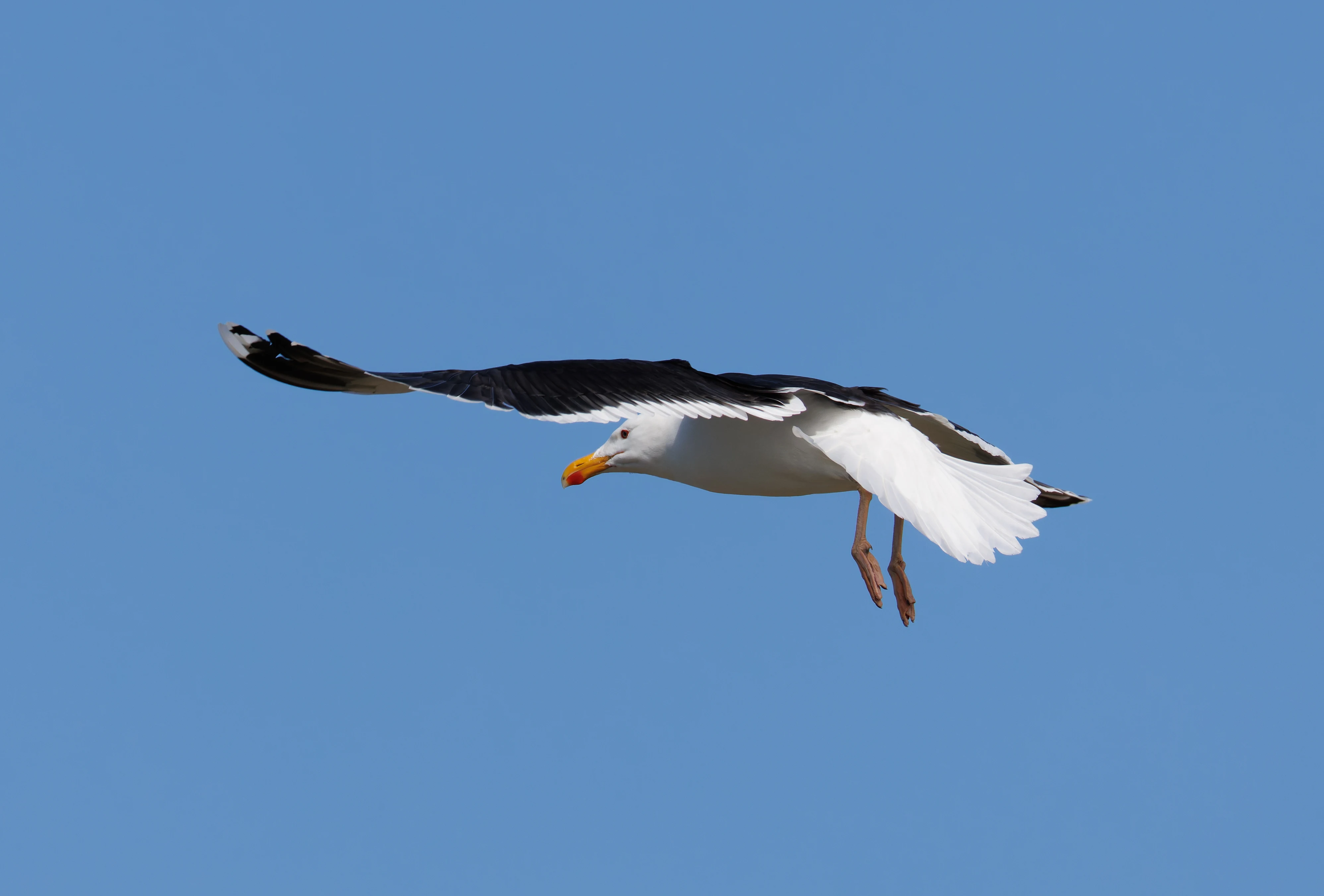 Great Black-Backed Gull, Farne Islands, Seahouses, Northumberland, UK — photo by Orlando Prugel-Bennett