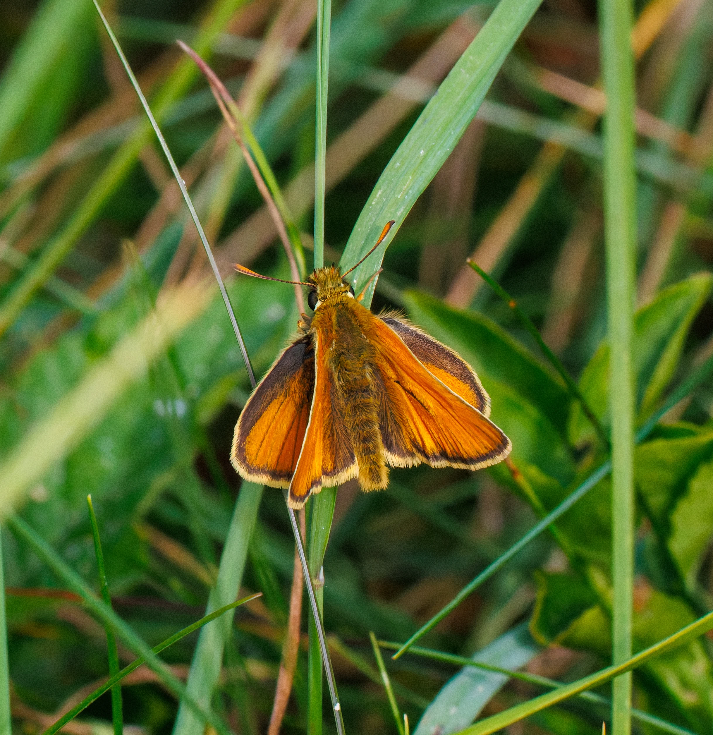 Large Skipper butterfly, Martin Down, Hampshire, UK — photo by Orlando Prugel-Bennett