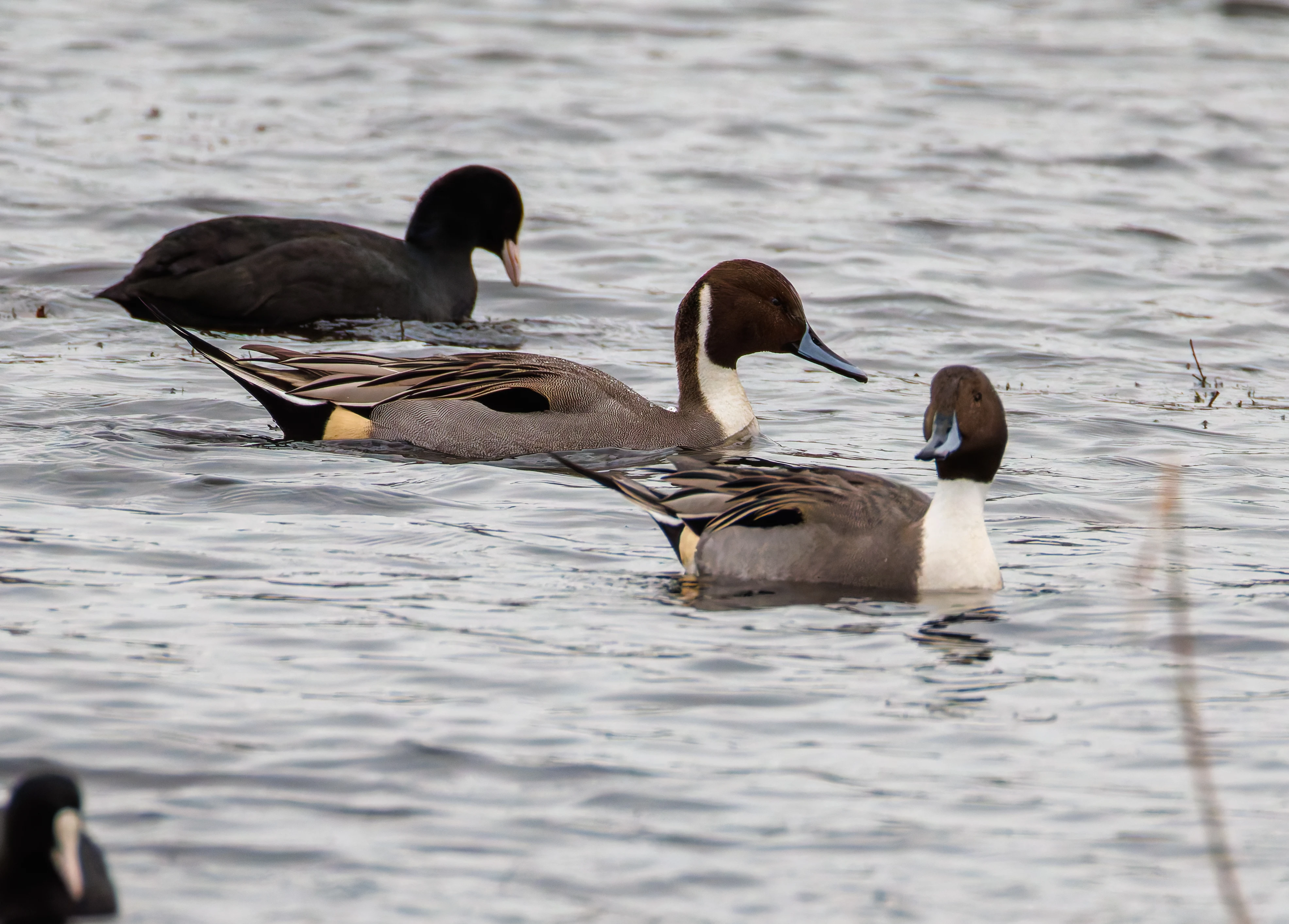 Pintails, Leighton Moss, UK — photo by Orlando Prugel-Bennett