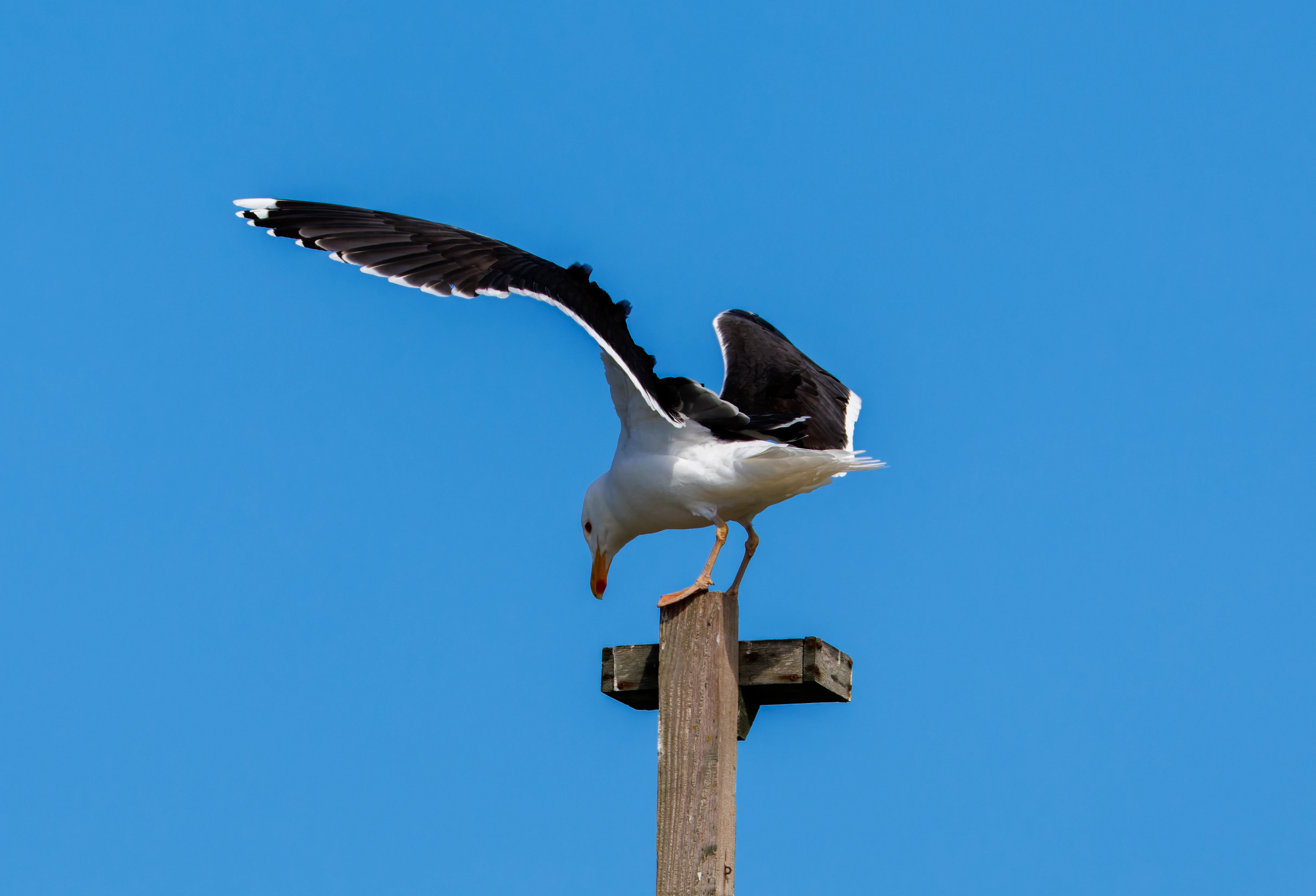 Great Black-Backed Gull, Farne Islands, Seahouses, Northumberland, UK — photo by Orlando Prugel-Bennett