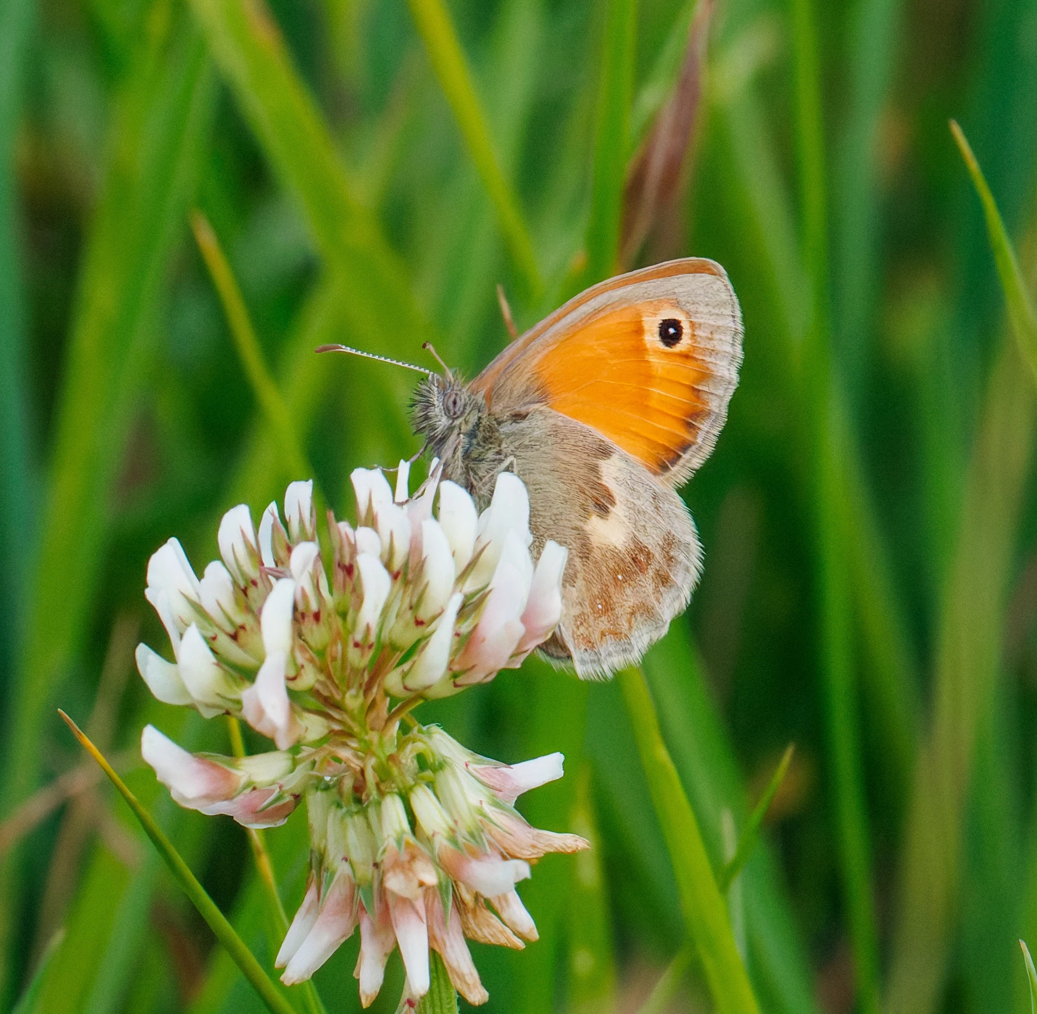 Small Heath butterfly on white clover flower, Martin Down, Hampshire, UK — photo by Orlando Prugel-Bennett
