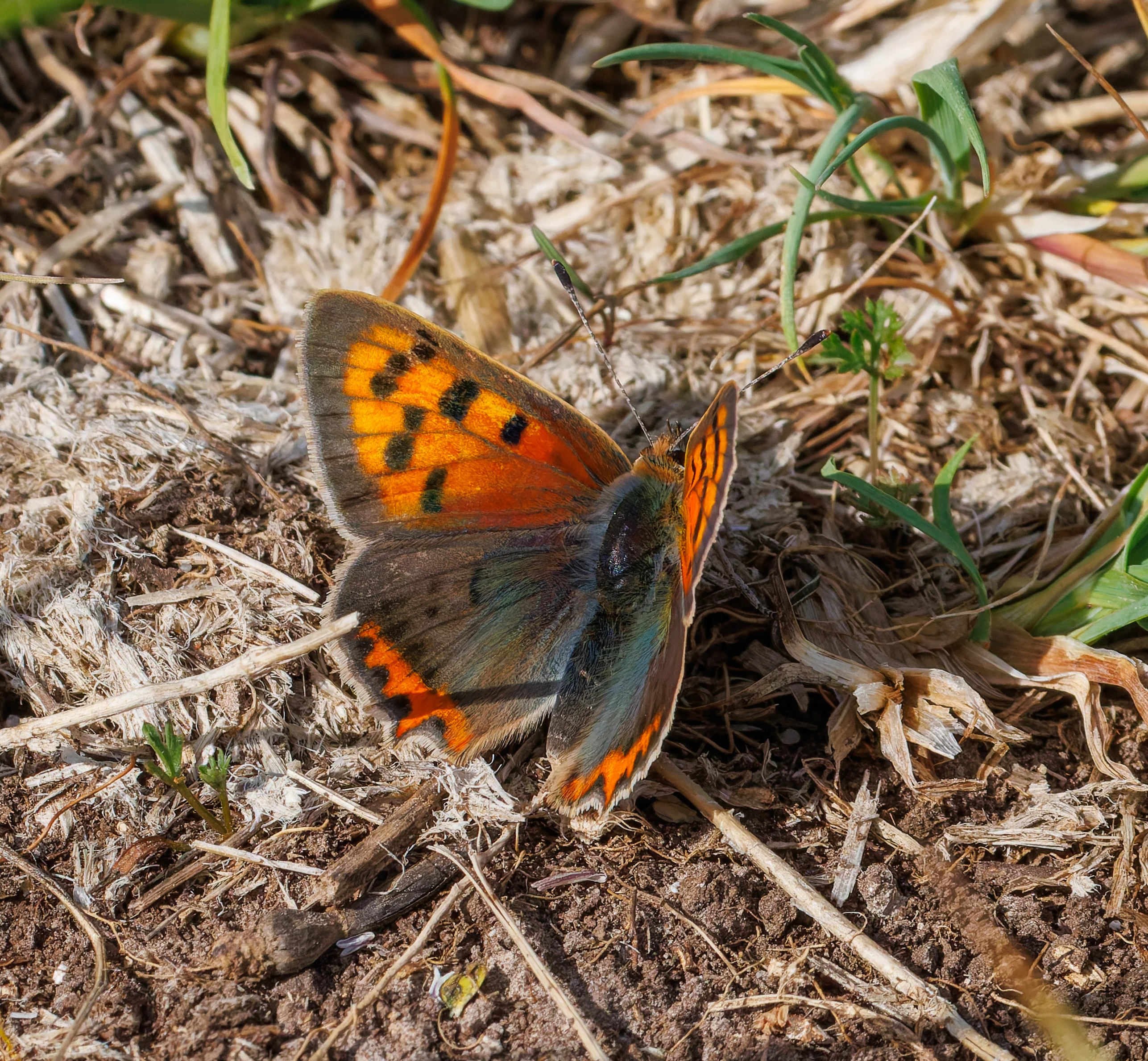 Small Copper Butterfly, Martin Down, Hampshire, UK — photo by Orlando Prugel-Bennett