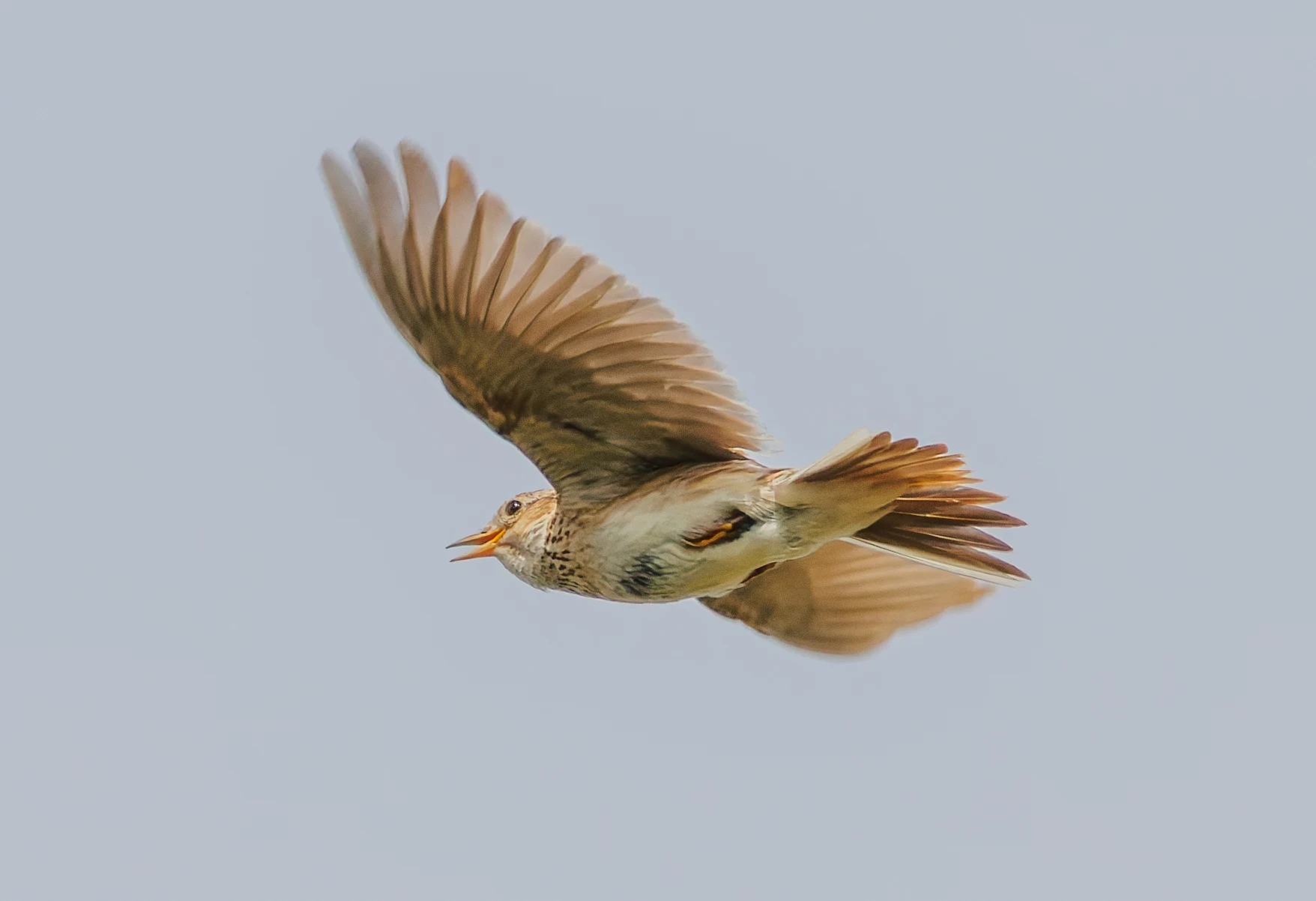 Skylark, Martin Down, Hampshire, UK — photo by Orlando Prugel-Bennett
