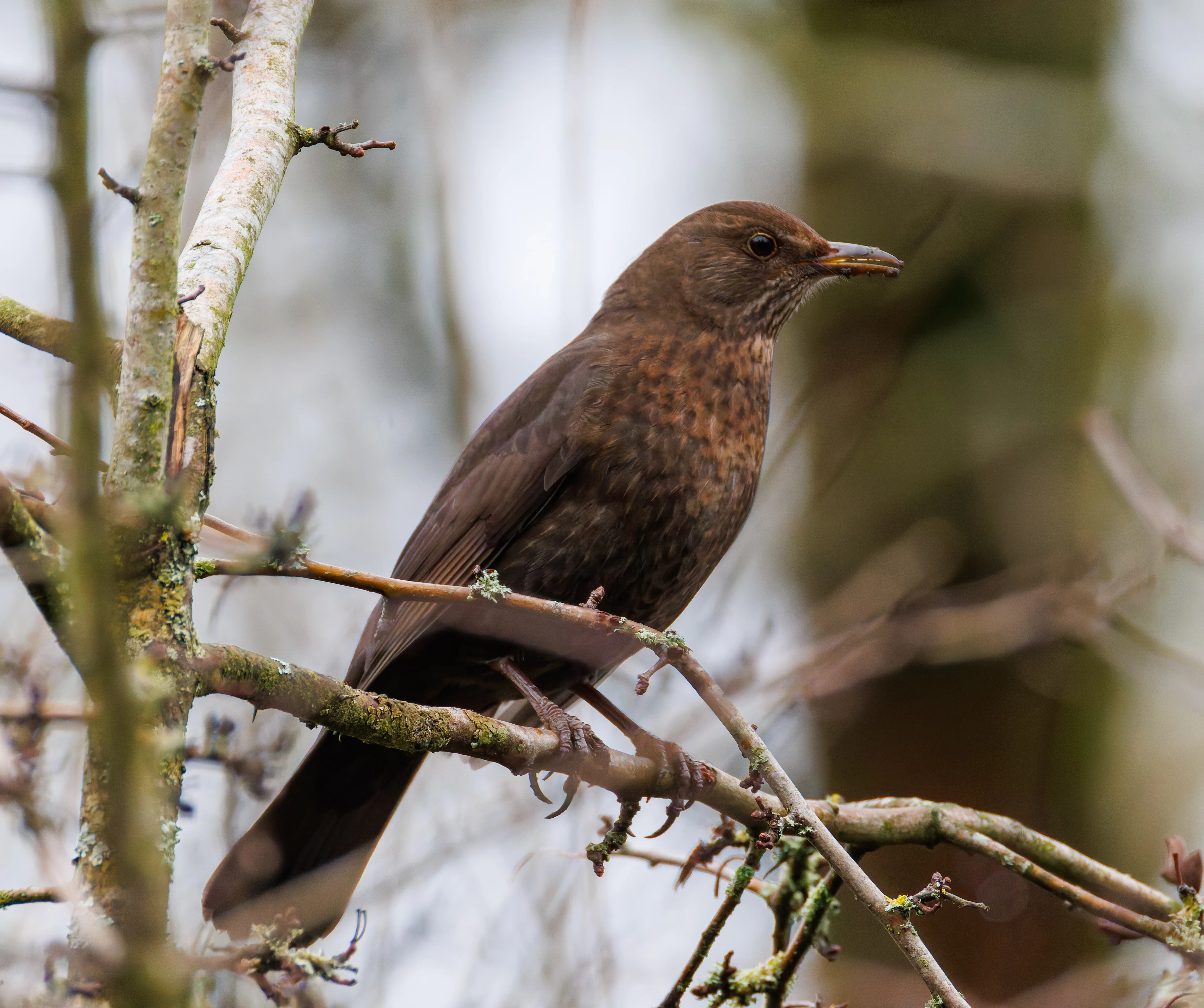 Blackbird, Leighton Moss, UK — photo by Orlando Prugel-Bennett