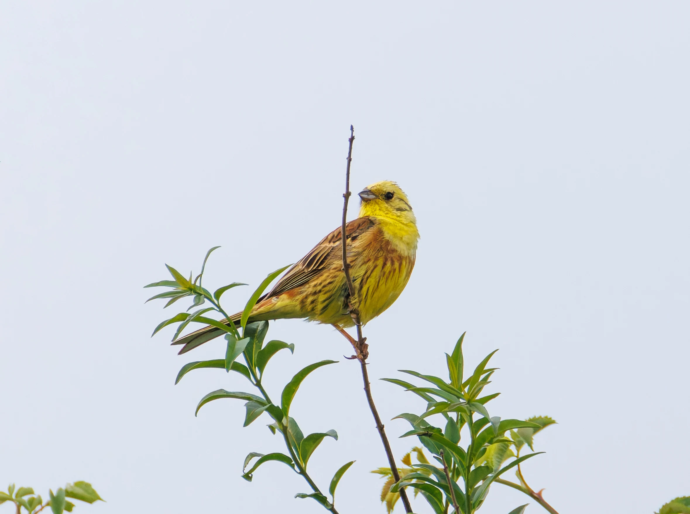 Yellowhammer, Martin Down, Hampshire, UK — photo by Orlando Prugel-Bennett