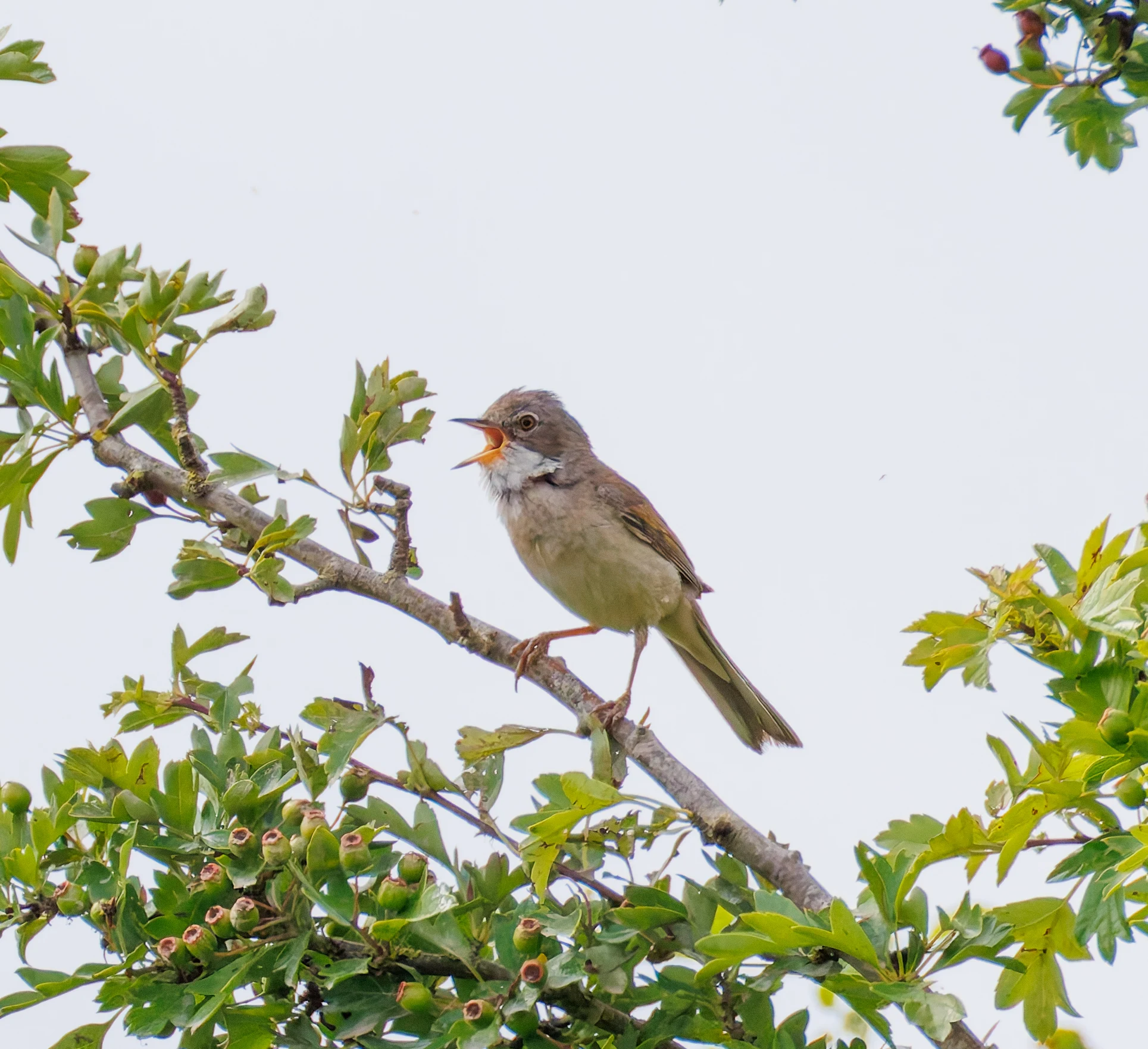 Greater Whitethroat, Martin Down, Hampshire, UK — photo by Orlando Prugel-Bennett