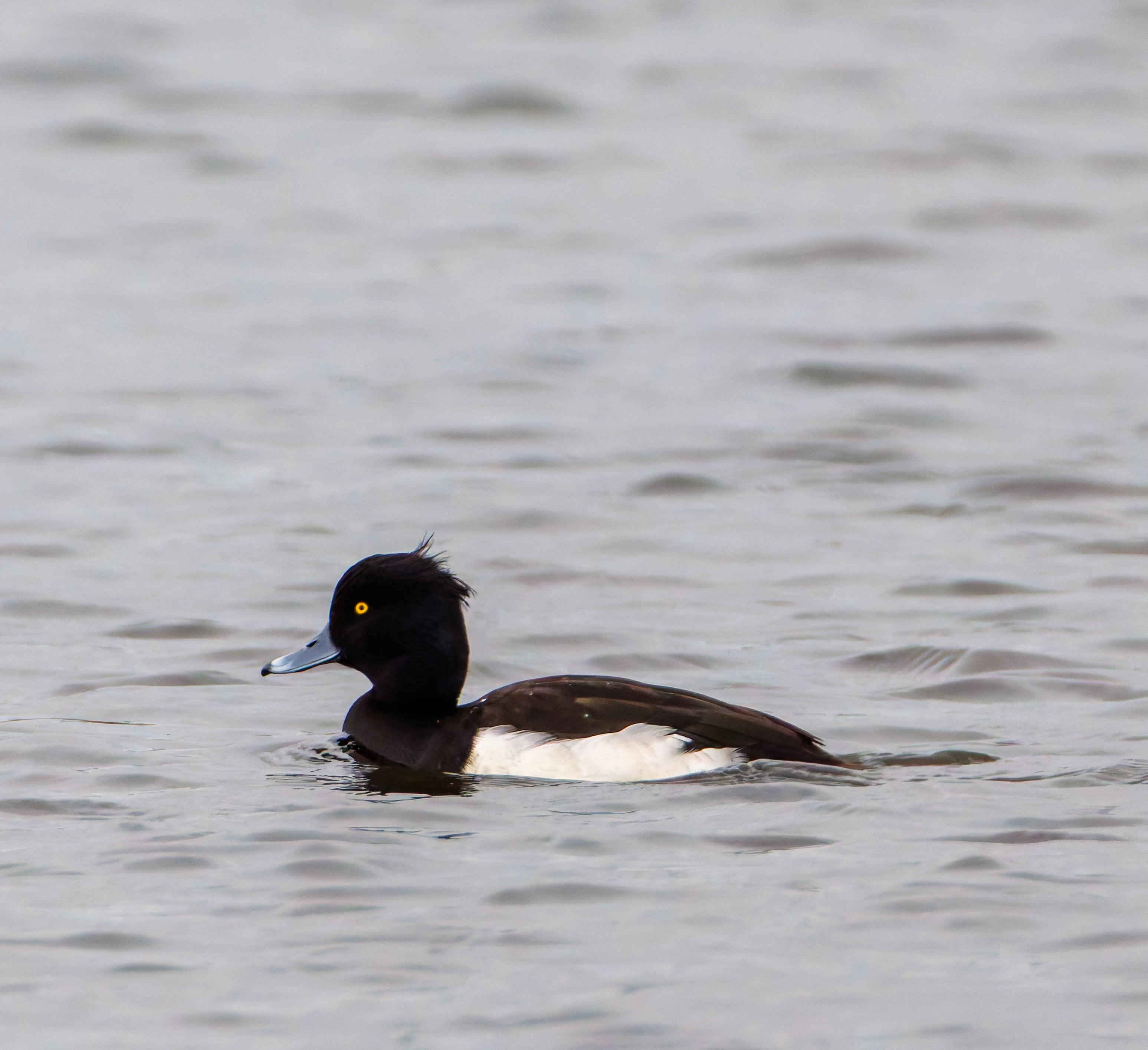 Tufted Duck, Leighton Moss, UK — photo by Orlando Prugel-Bennett