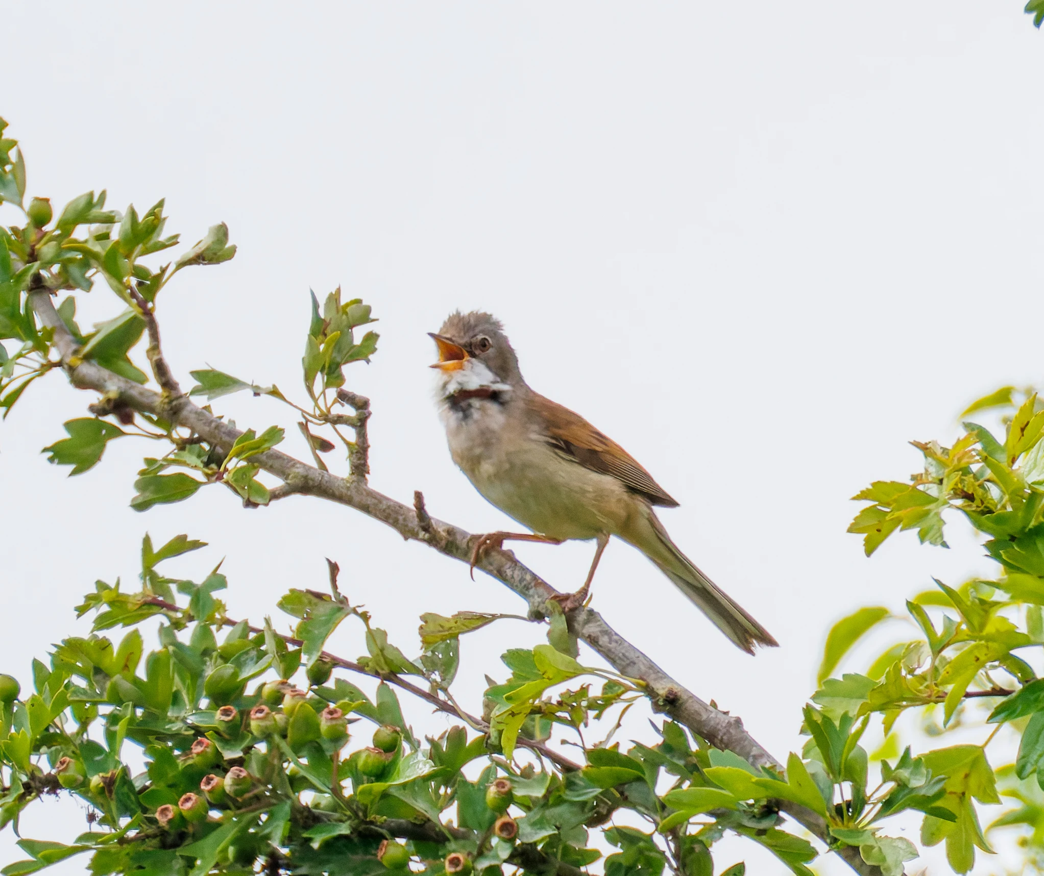Greater Whitethroat, Martin Down, Hampshire, UK — photo by Orlando Prugel-Bennett