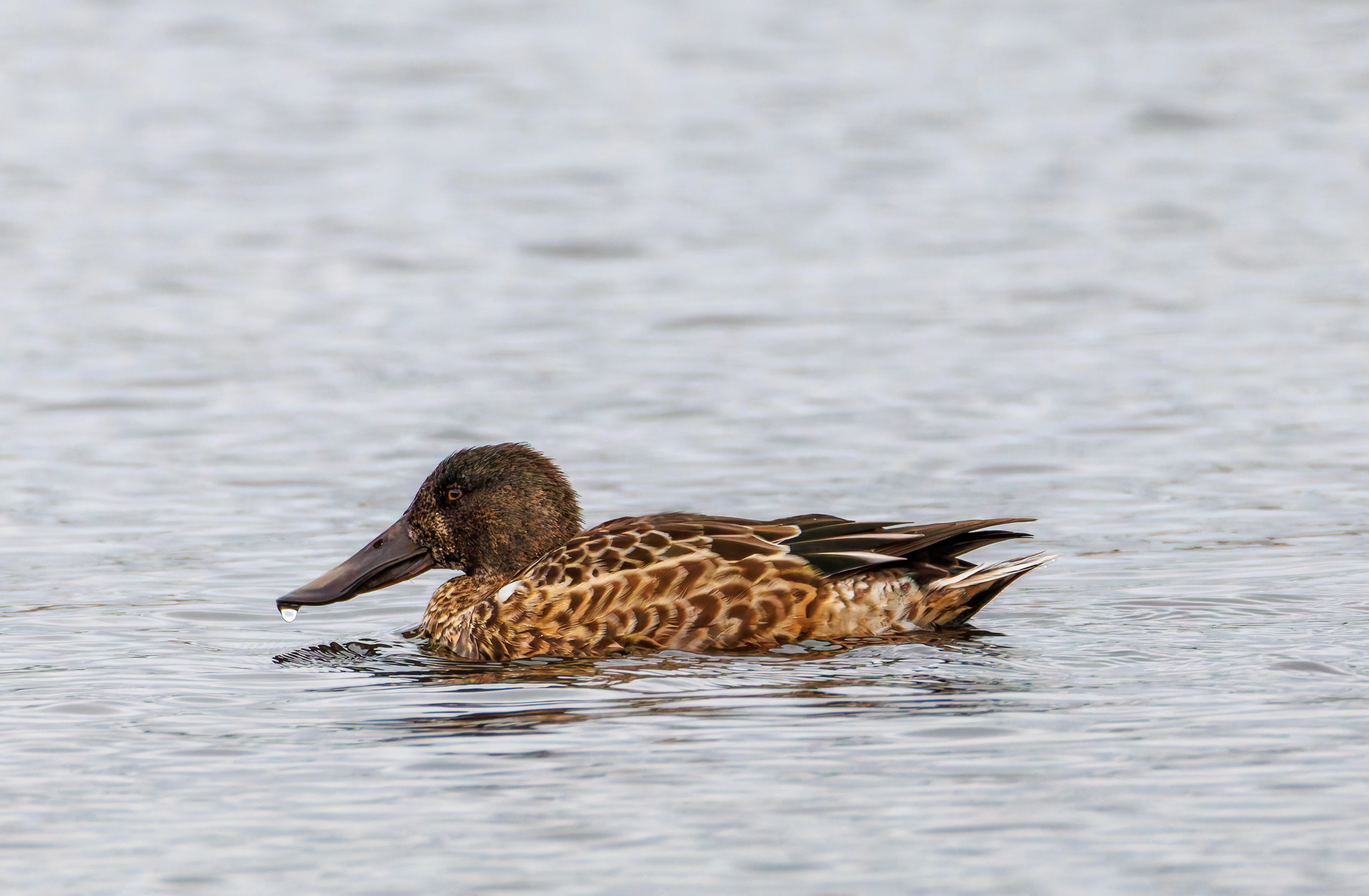 Shoveler, Leighton Moss, UK — photo by Orlando Prugel-Bennett