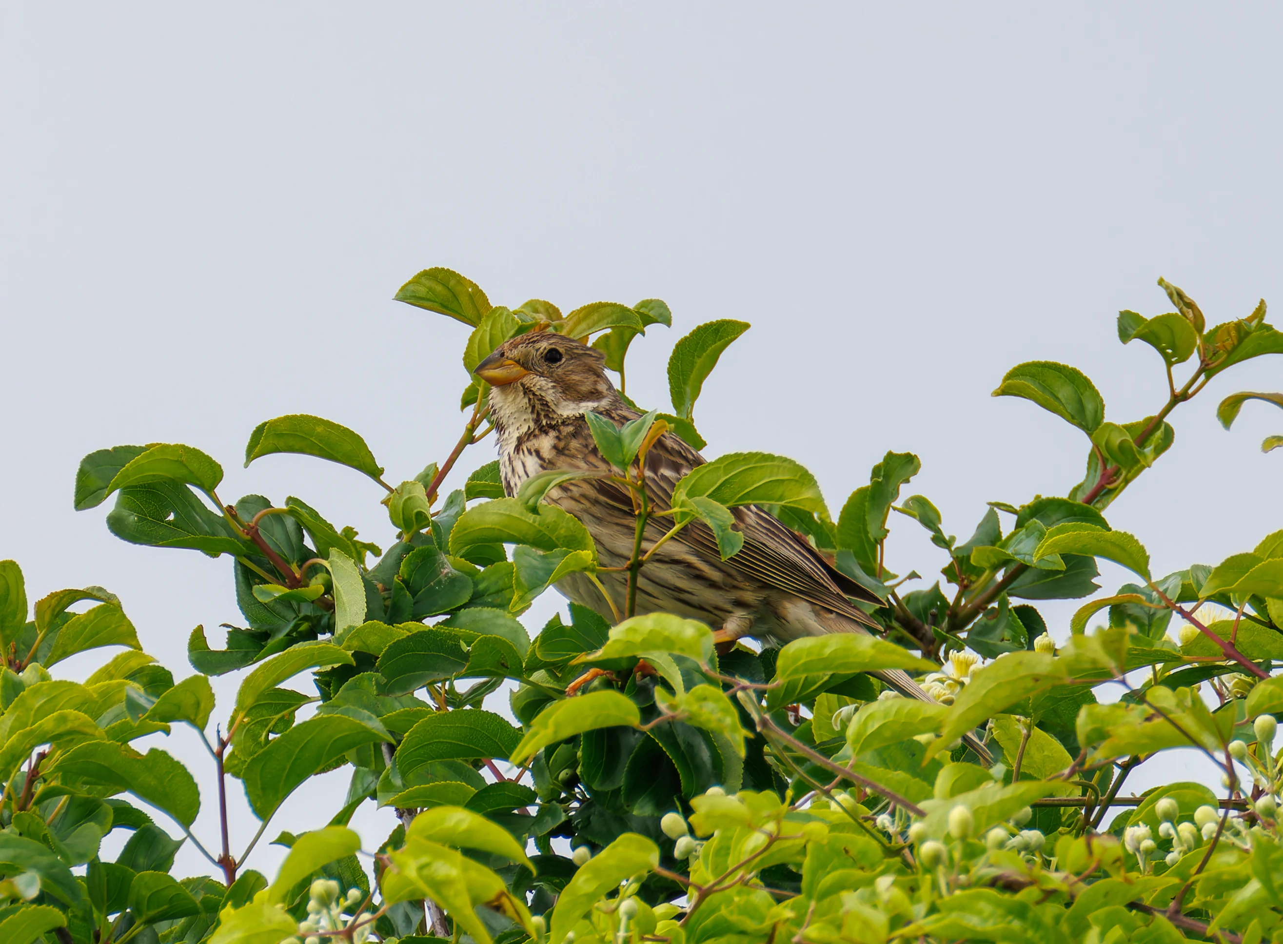 Corn Bunting, Martin Down, Hampshire, UK — photo by Orlando Prugel-Bennett
