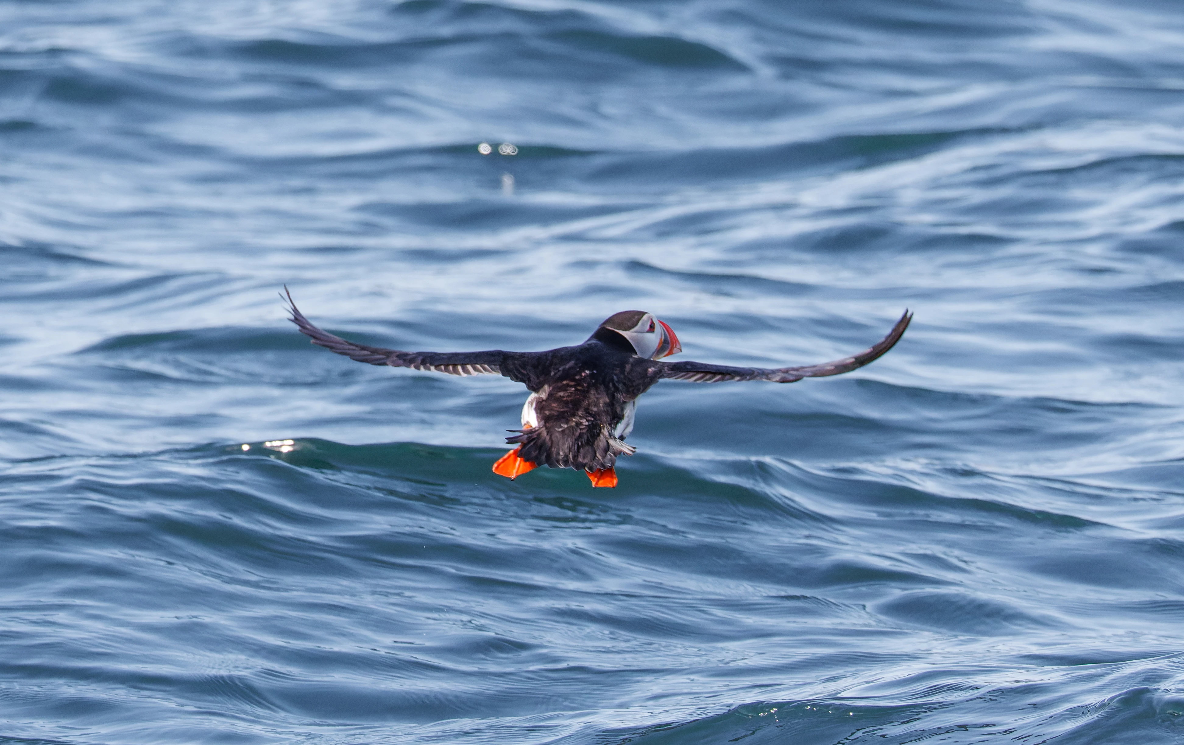 Puffin, Farne Islands, Seahouses, Northumberland, UK — photo by Orlando Prugel-Bennett