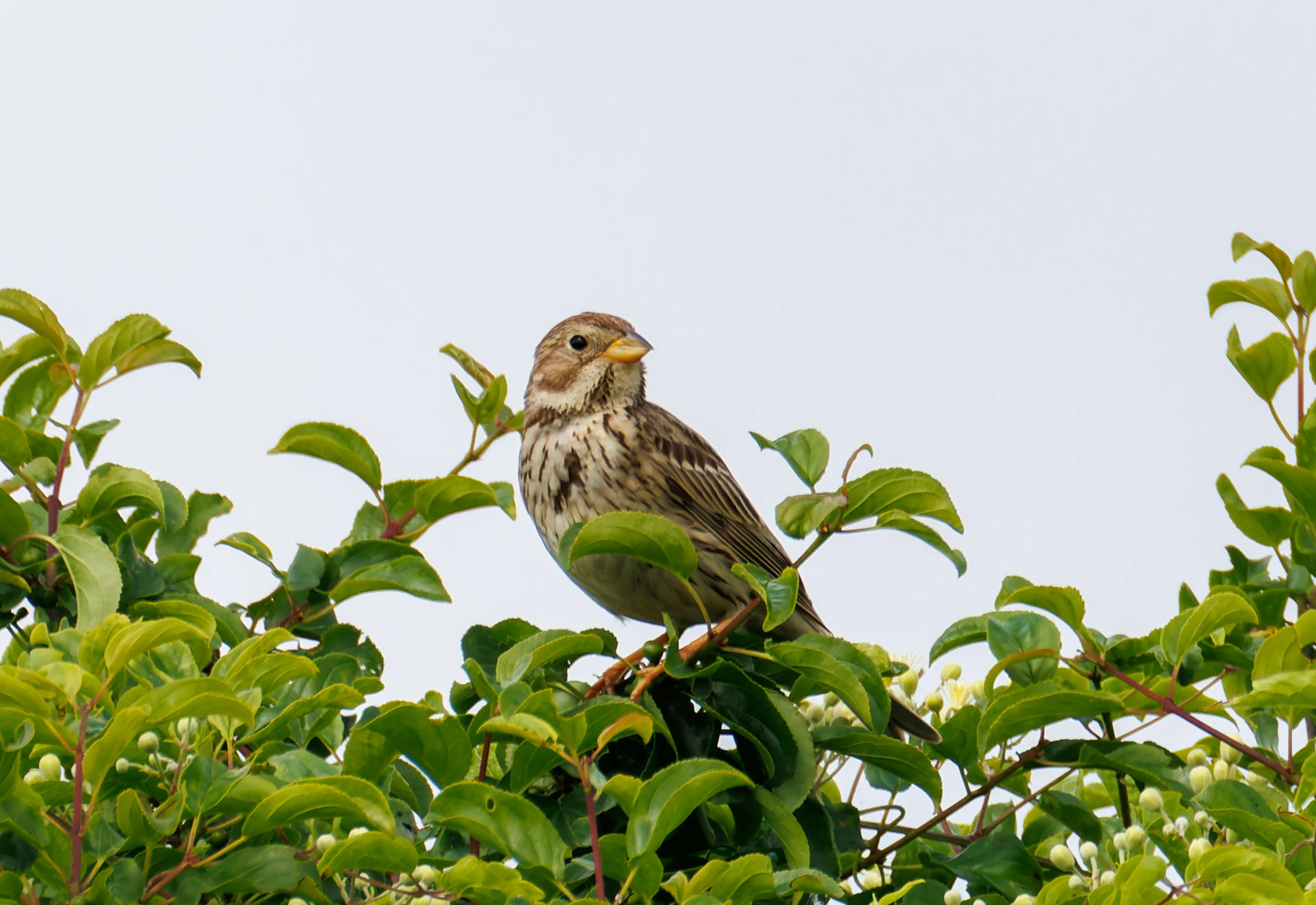 Corn Bunting, Martin Down, Hampshire, UK — photo by Orlando Prugel-Bennett