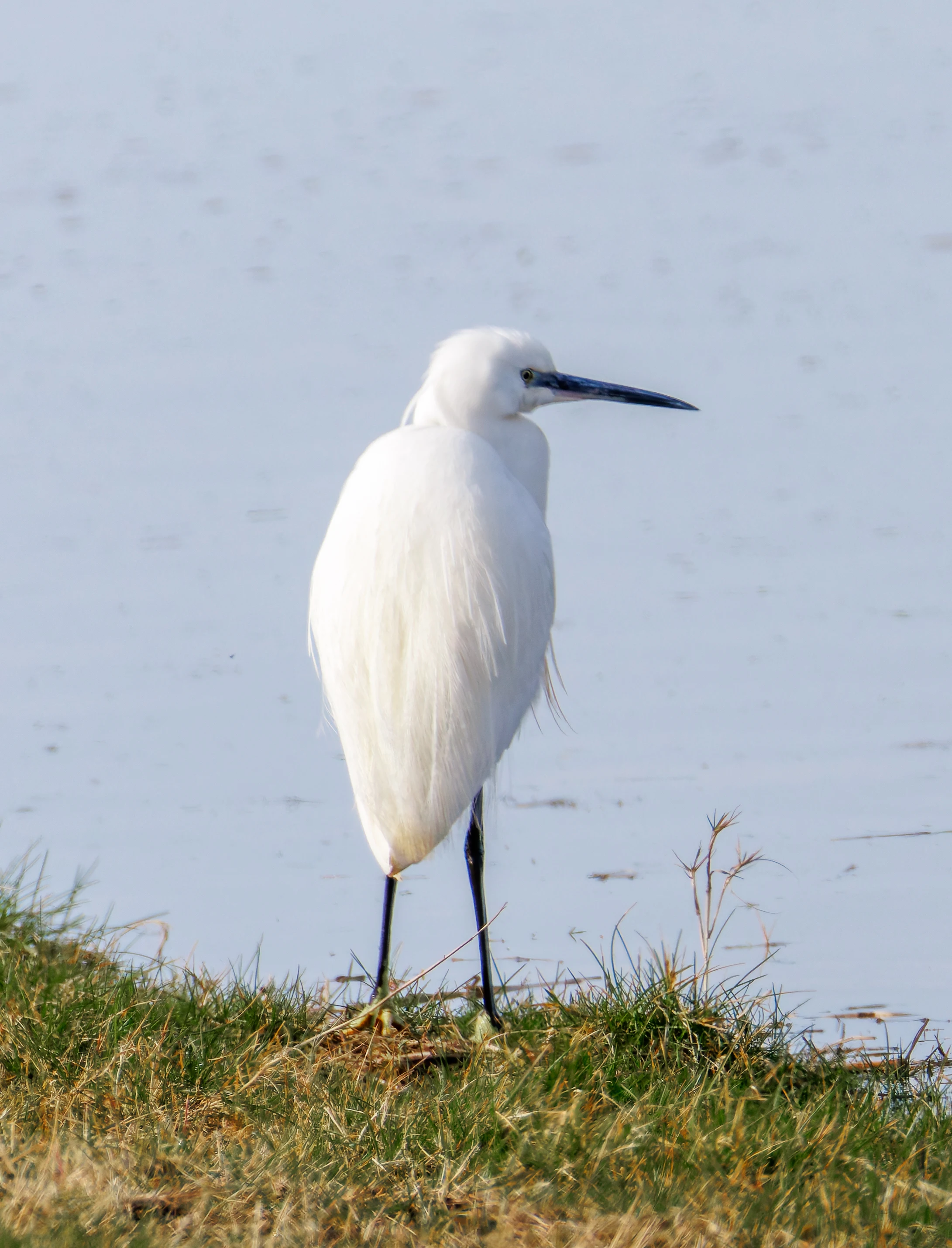 Little Egret, Backsands Lane, Preston, UK — photo by Orlando Prugel-Bennett