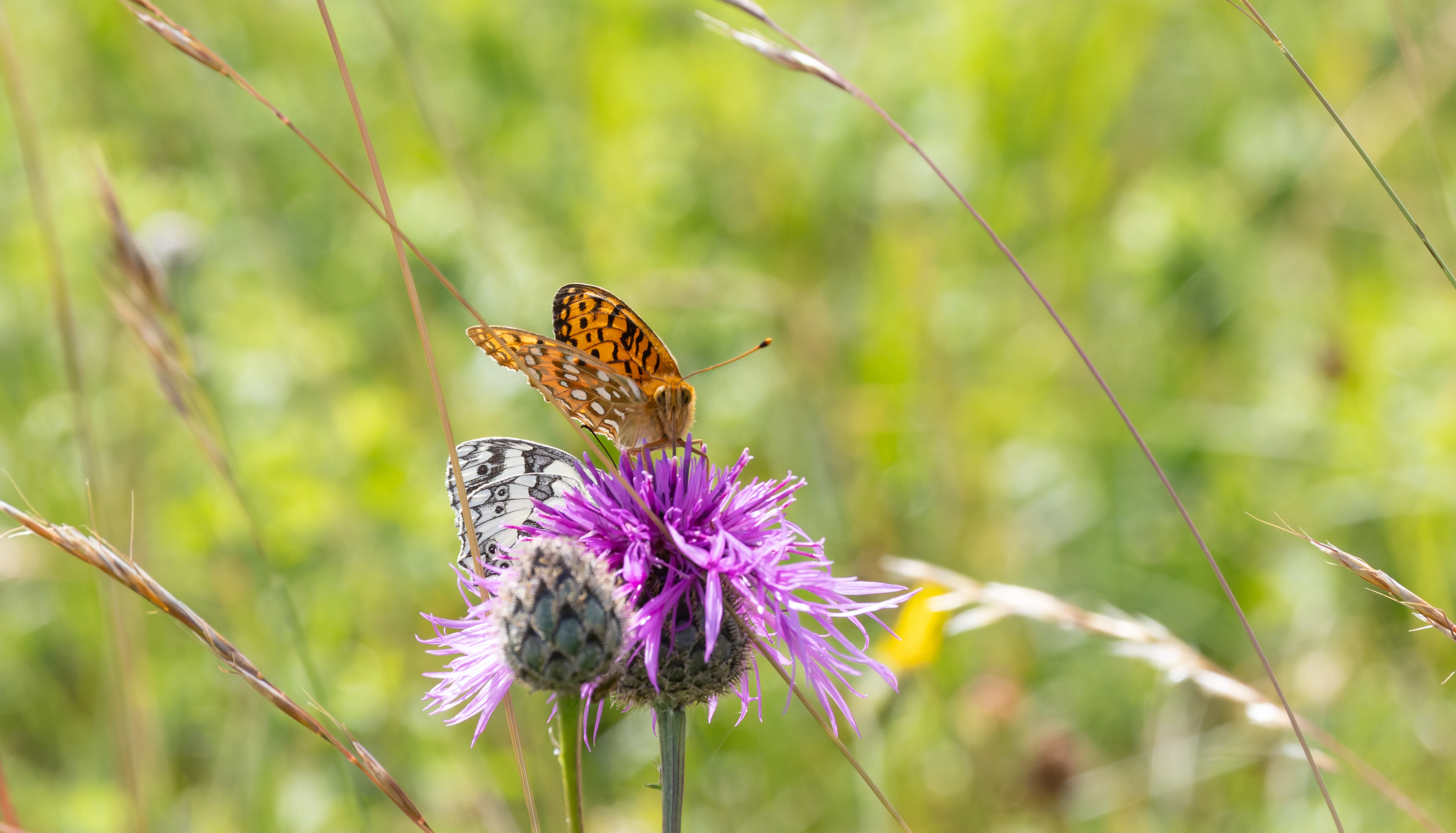 Dark Green Fritillary and Marbled White butterflies on Creeping Thistle flower, Martin Down, Hampshire, UK — photo by Orlando Prugel-Bennett