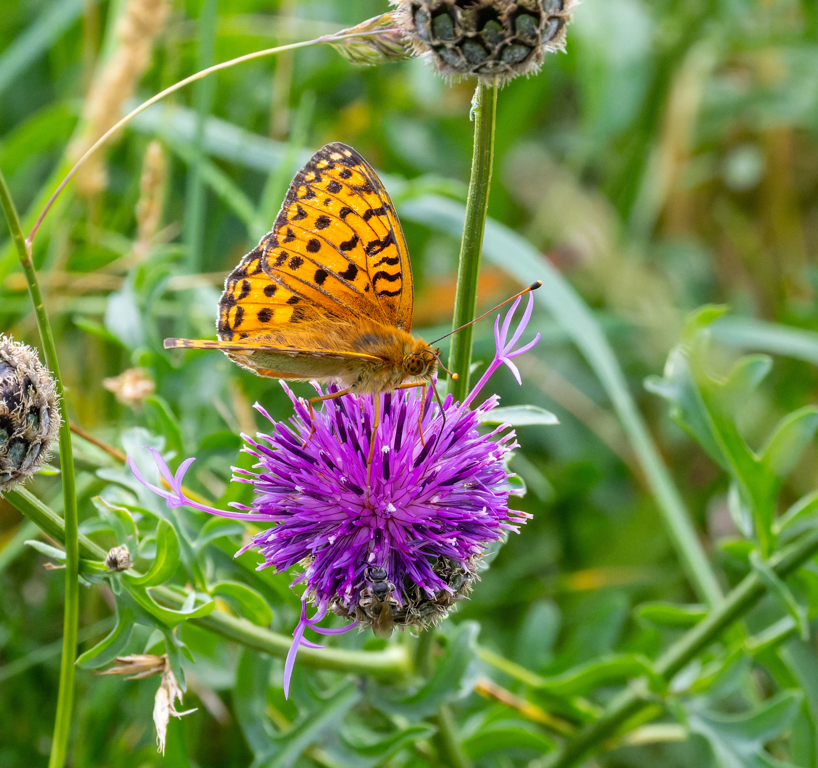 Dark Green Fritillary on Knapweed, Martin Down, Hampshire, UK — photo by Orlando Prugel-Bennett