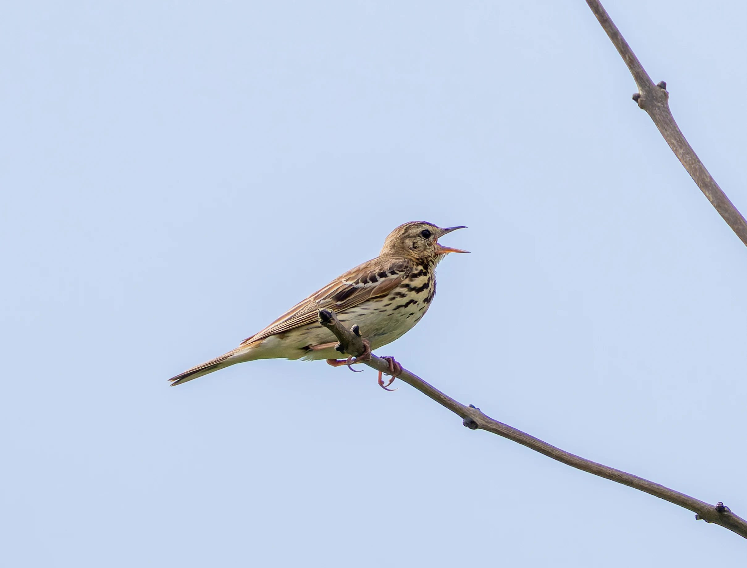 Tree Pipit, Martin Down, Hampshire, UK — photo by Orlando Prugel-Bennett