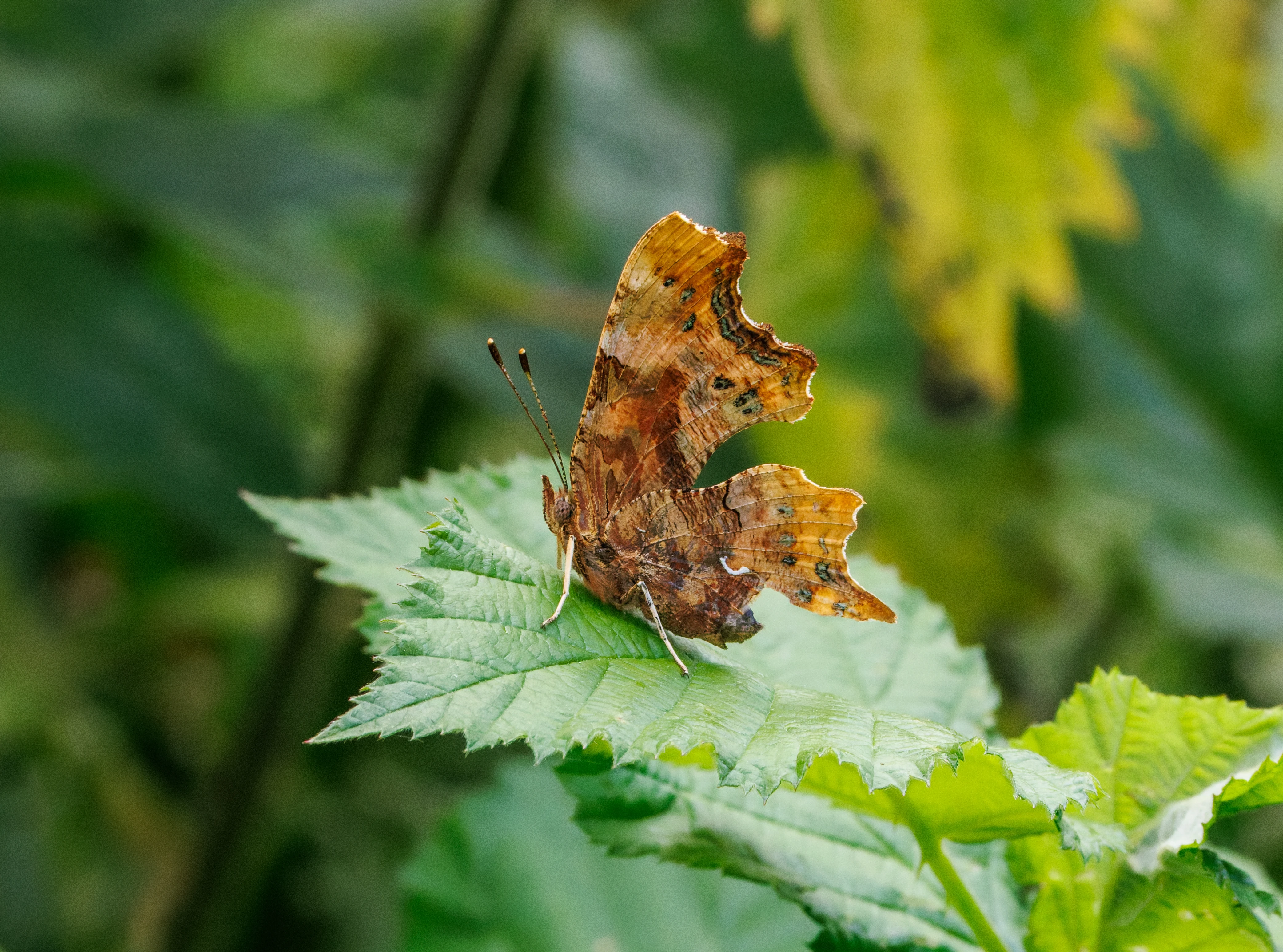 Comma butterfly, Martin Down, Hampshire, UK — photo by Orlando Prugel-Bennett