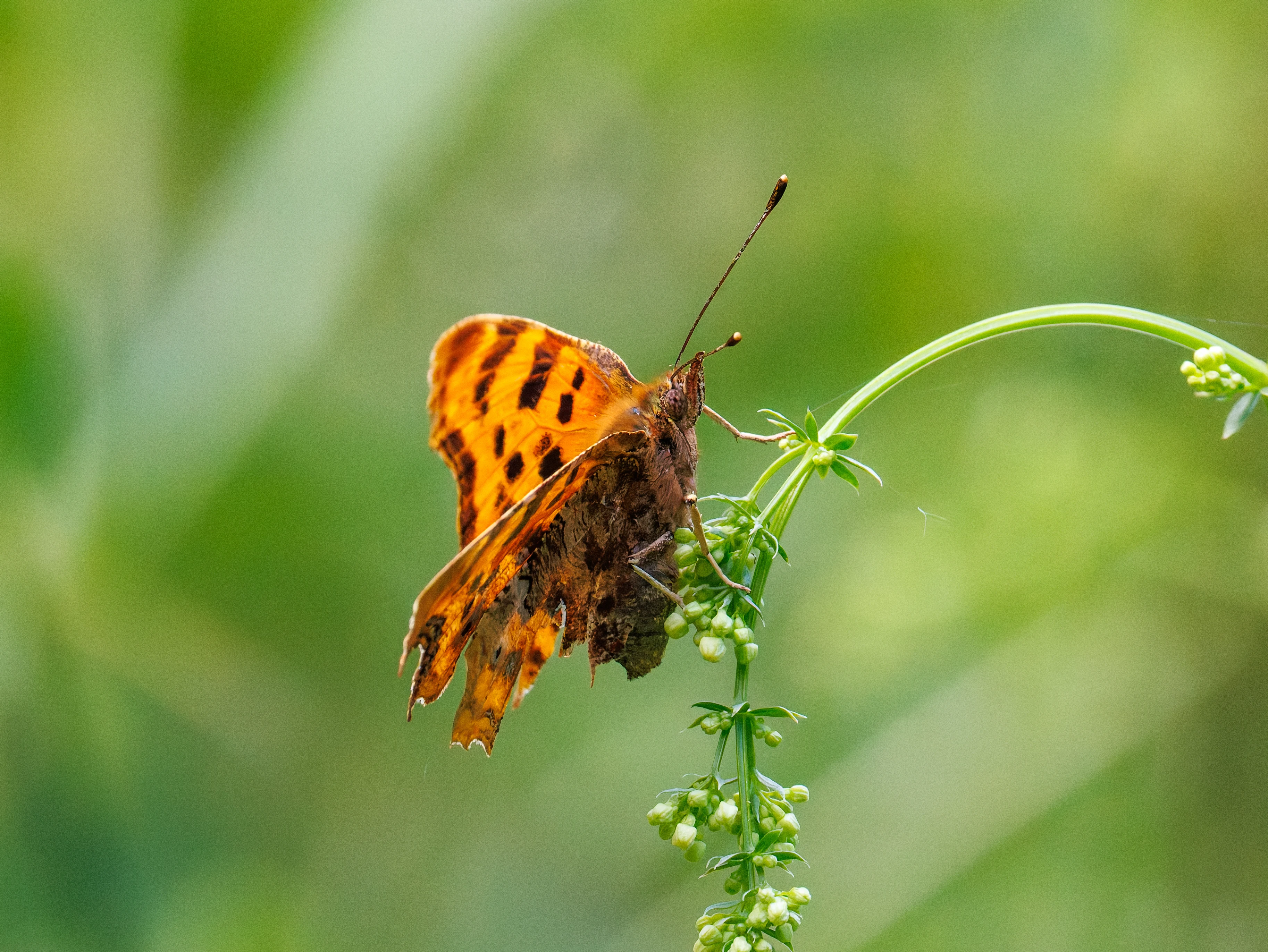 Comma butterfly, Martin Down, Hampshire, UK — photo by Orlando Prugel-Bennett