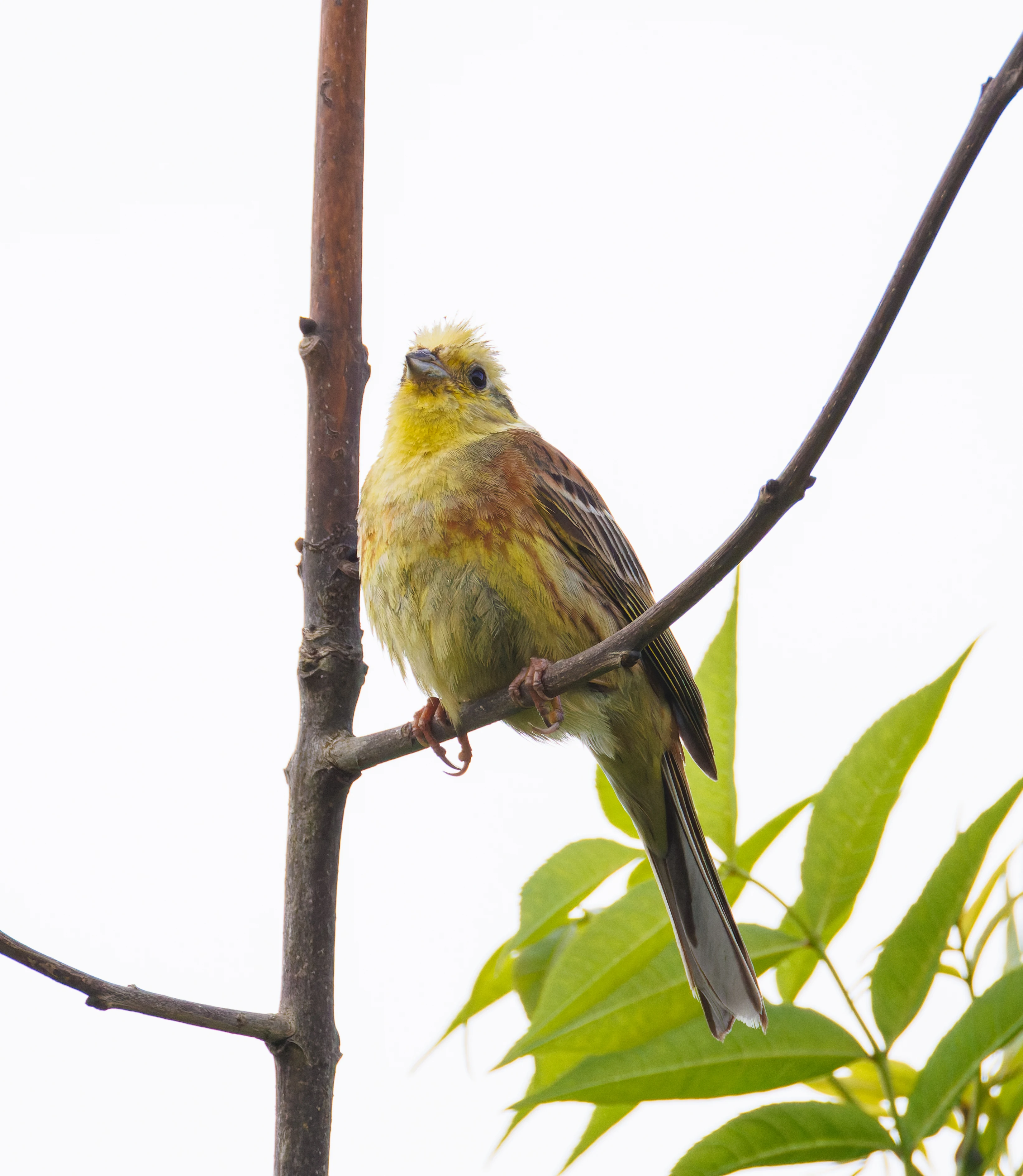 Yellowhammer, Martin Down, Hampshire, UK — photo by Orlando Prugel-Bennett