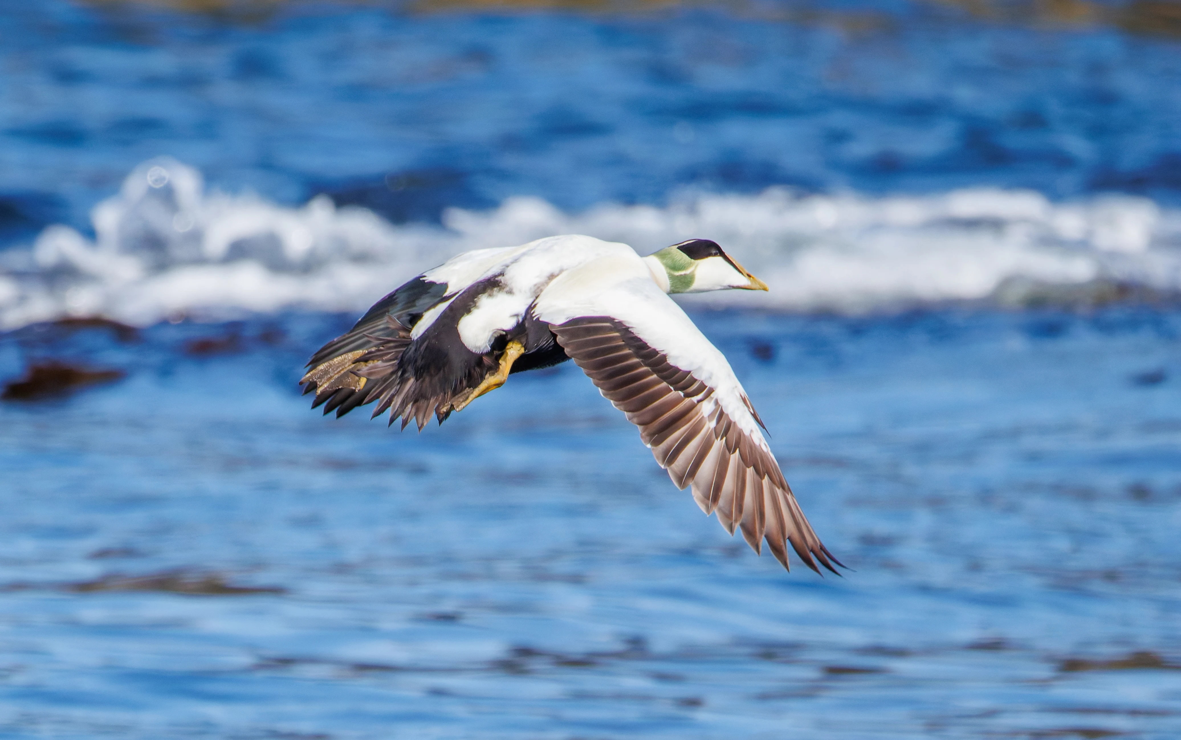 Common Eider, Farne Islands, Seahouses, Northumberland, UK — photo by Orlando Prugel-Bennett