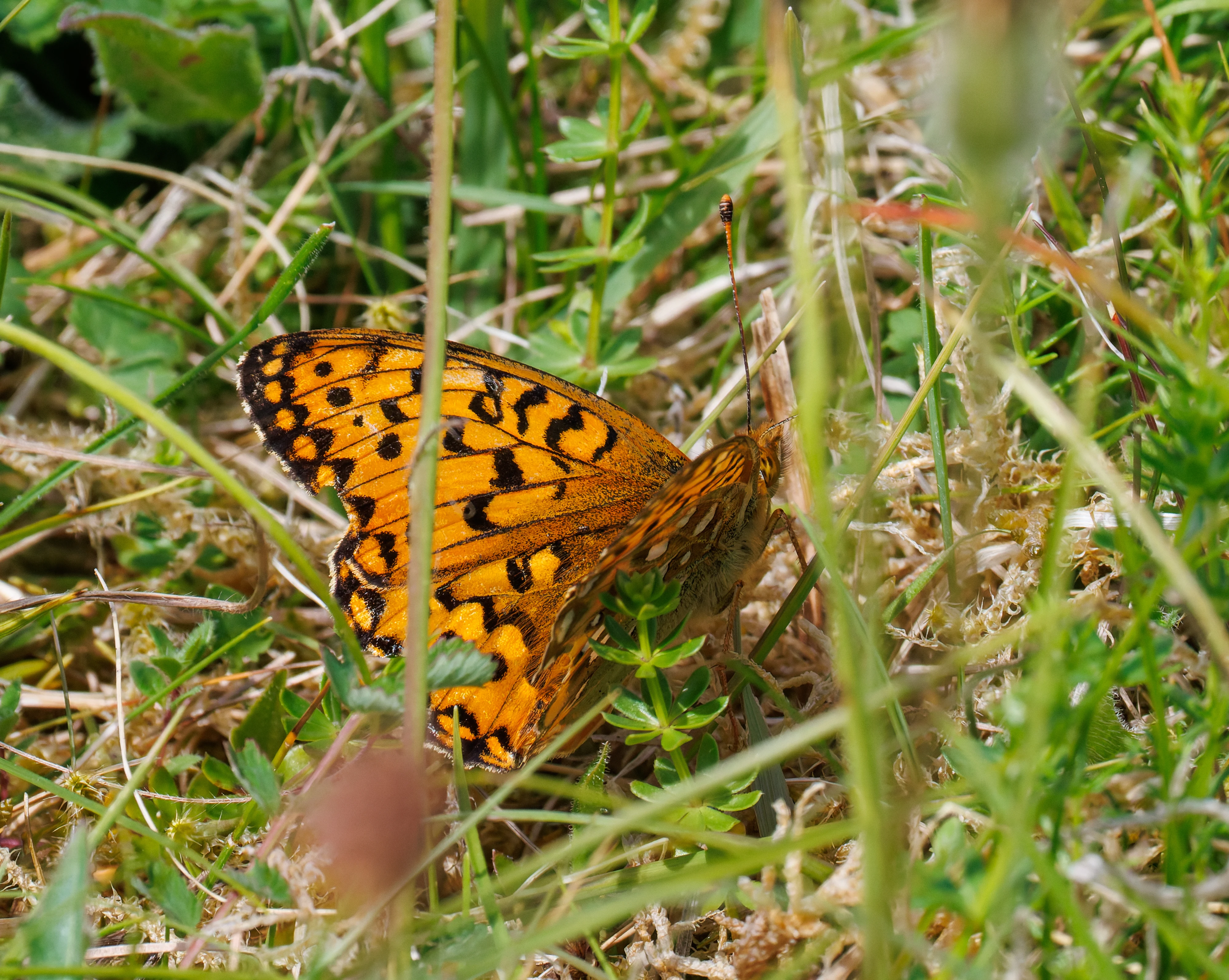 Dark Green Fritillary butterfly, Martin Down, Hampshire, UK — photo by Orlando Prugel-Bennett