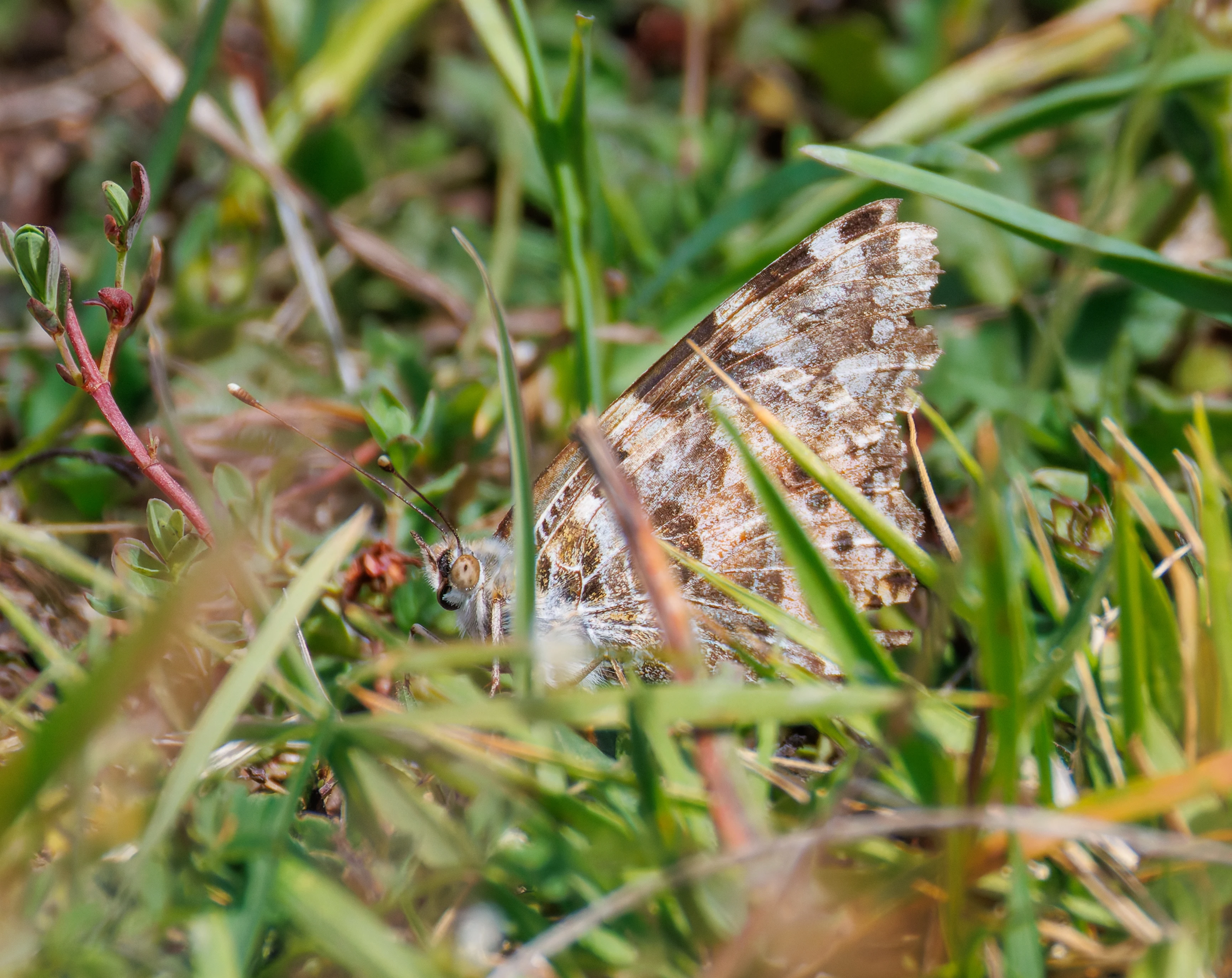 Grayling butterfly, Martin Down, Hampshire, UK — photo by Orlando Prugel-Bennett
