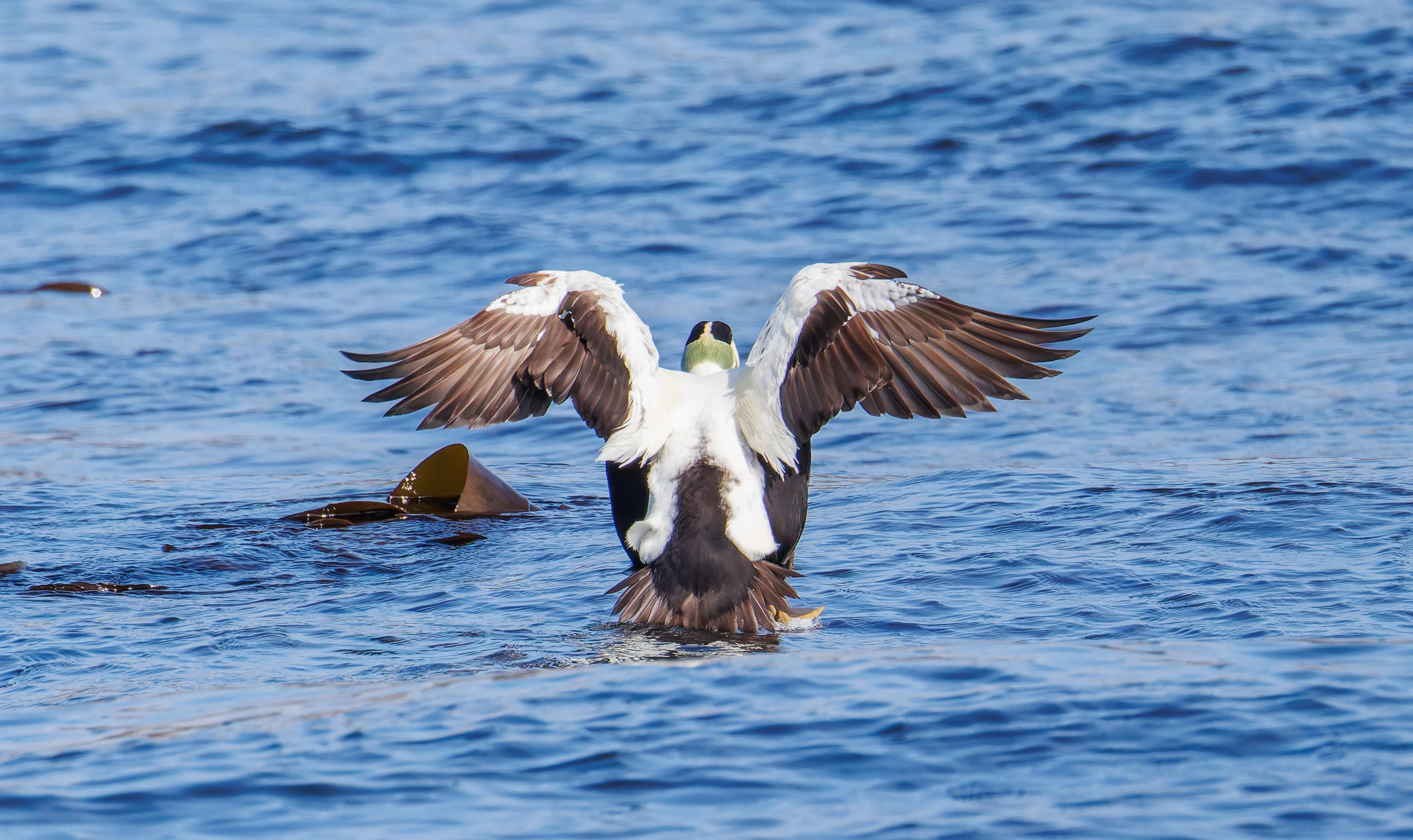 Common Eider, Farne Islands, Seahouses, Northumberland, UK — photo by Orlando Prugel-Bennett