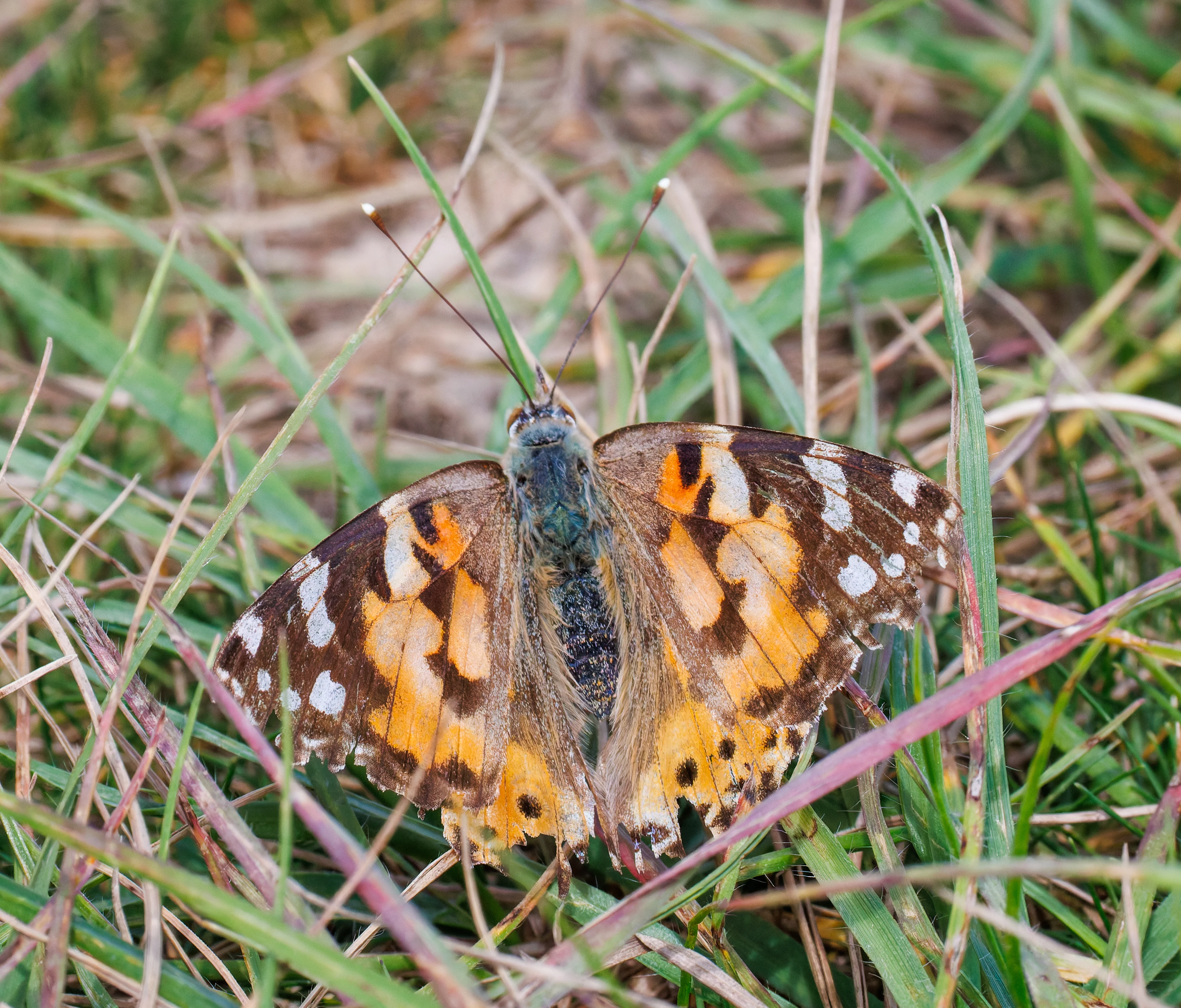Painted Lady butterfly, Martin Down, Hampshire, UK — photo by Orlando Prugel-Bennett