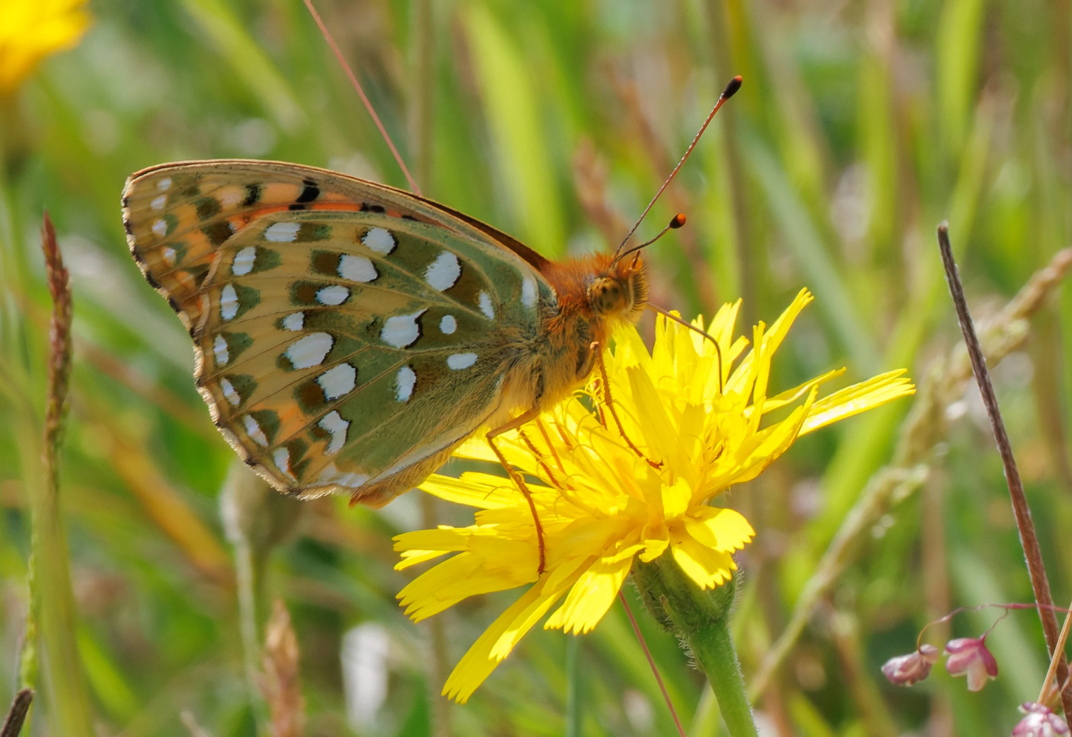 Dark Green Fritillary butterfly on Hawkweed flower, Martin Down, Hampshire, UK — photo by Orlando Prugel-Bennett