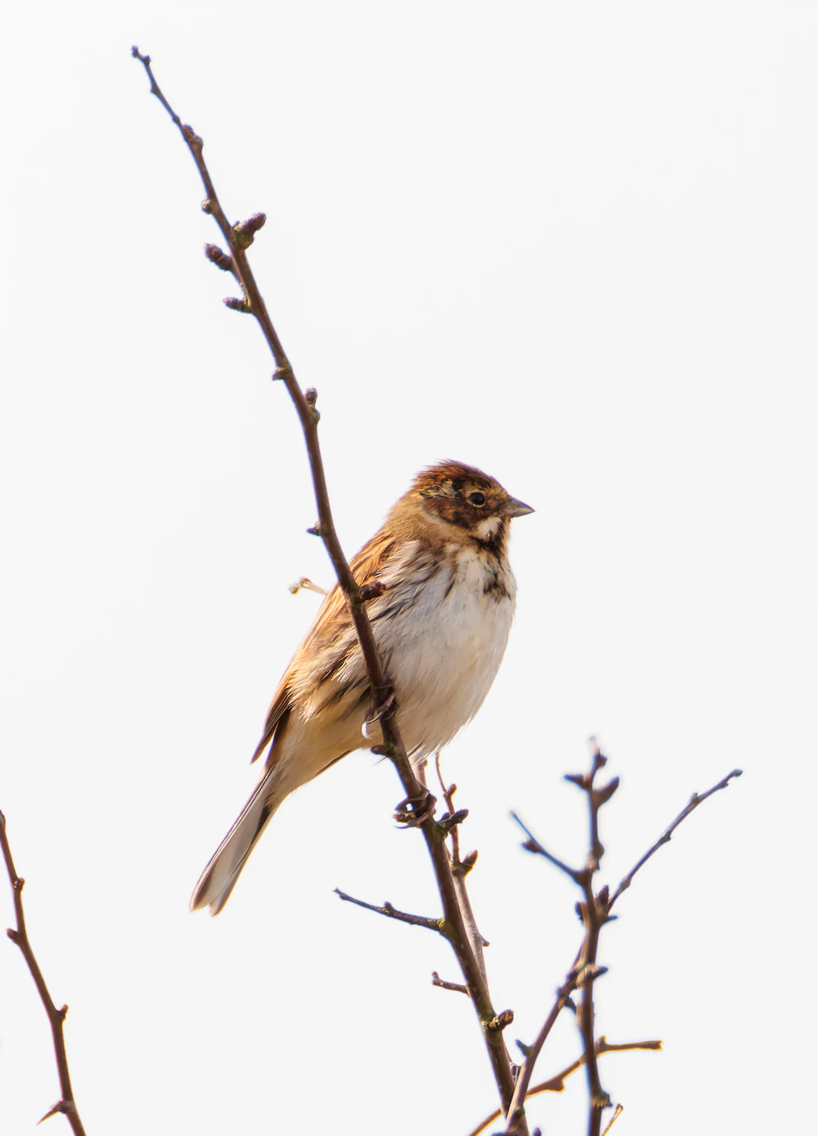 Reed Bunting, Backsands Lane, Preston, UK — photo by Orlando Prugel-Bennett