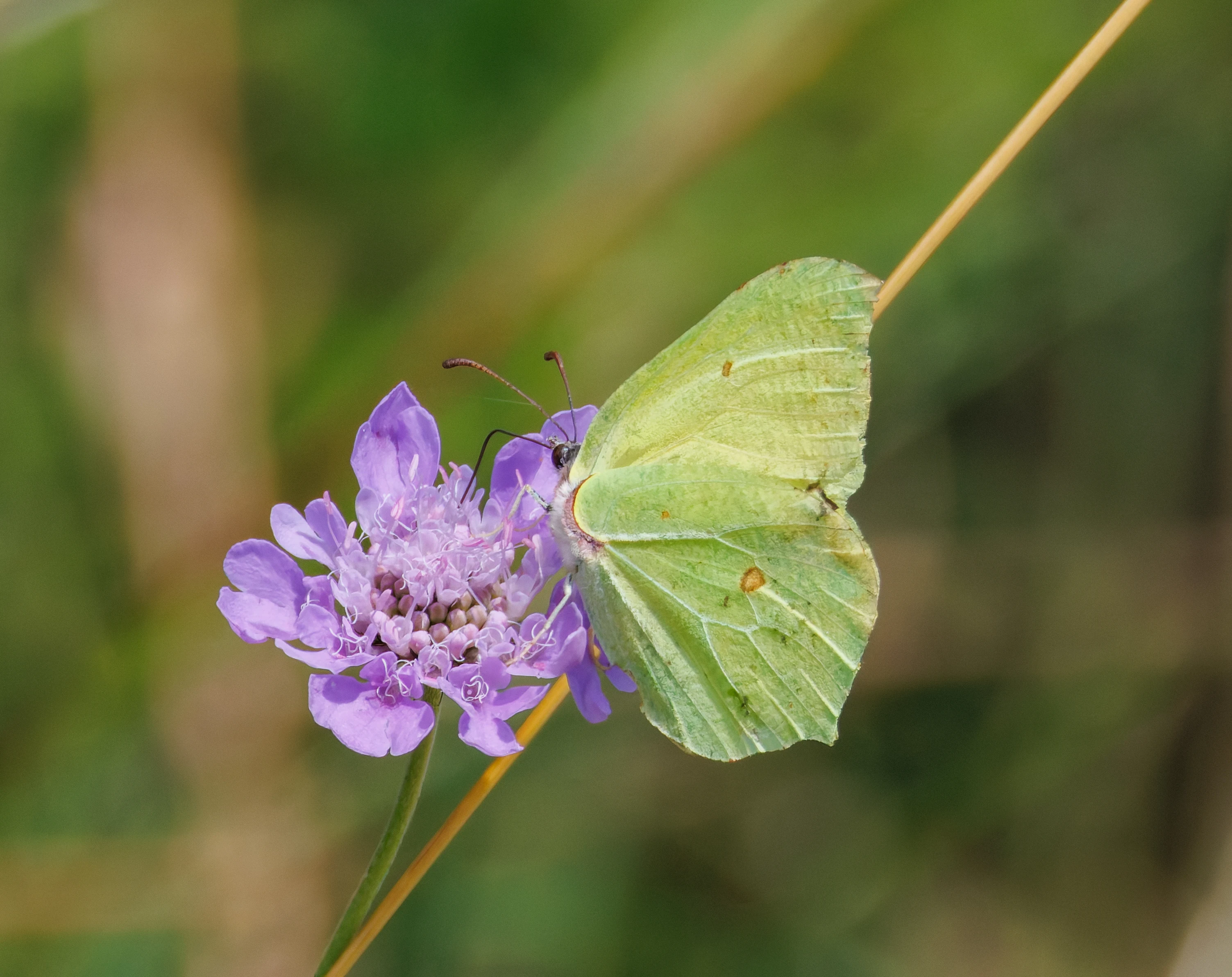 Brimstone Butterfly on Field Scabious, Martin Down, Hampshire, UK — photo by Orlando Prugel-Bennett