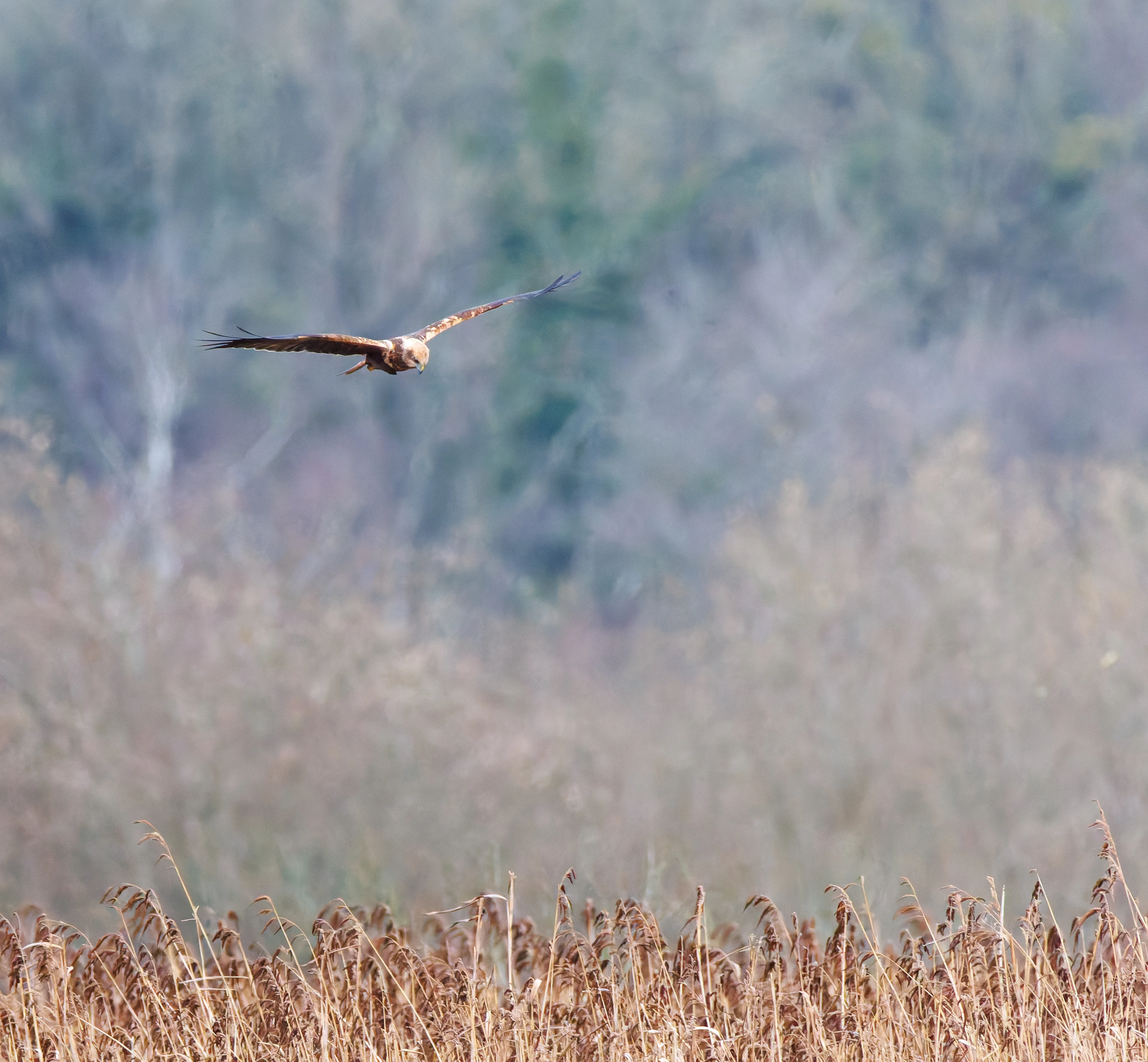Marsh Harrier, Leighton Moss, UK — photo by Orlando Prugel-Bennett