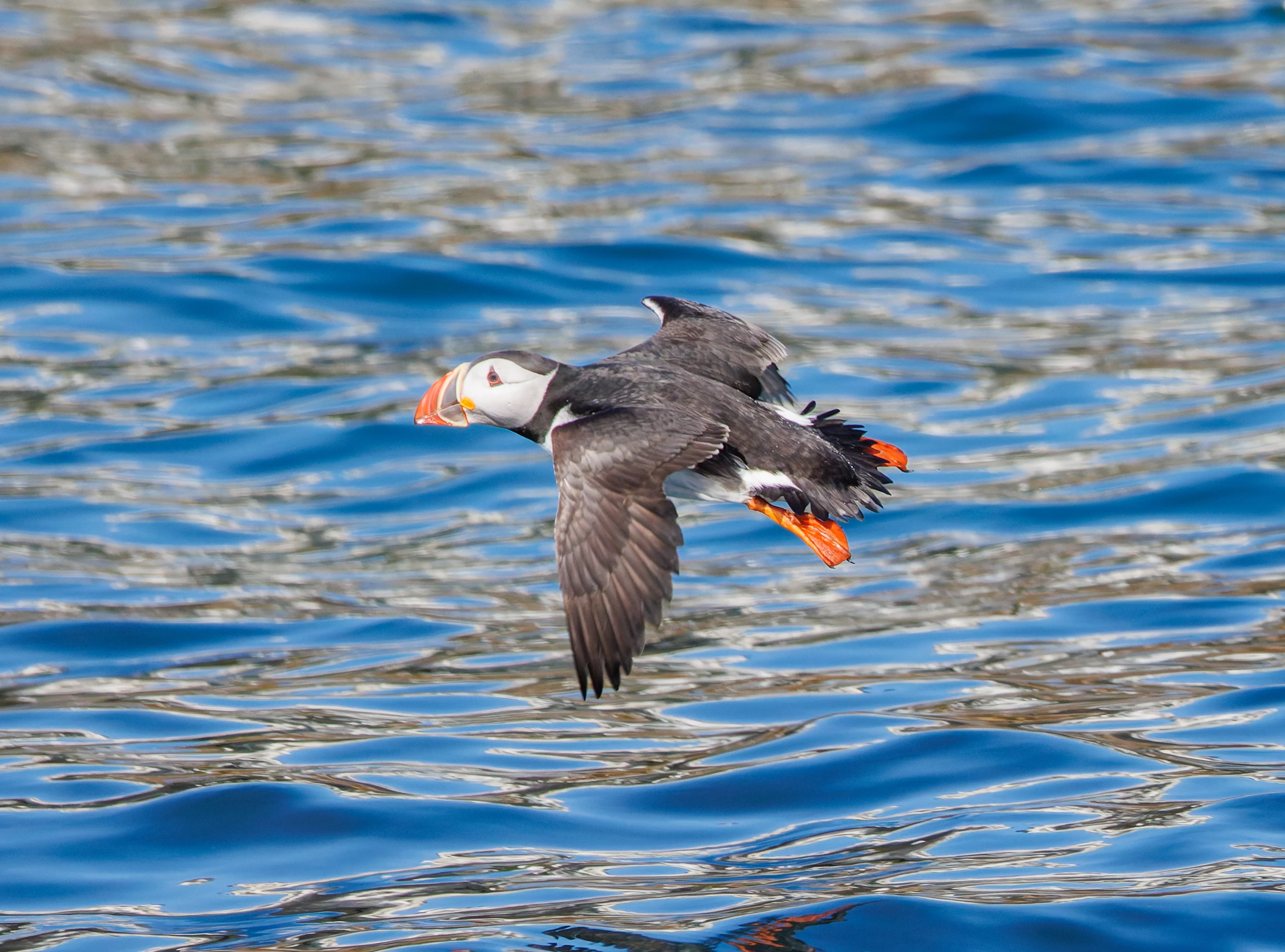 Puffin, Farne Islands, Seahouses, Northumberland, UK — photo by Orlando Prugel-Bennett