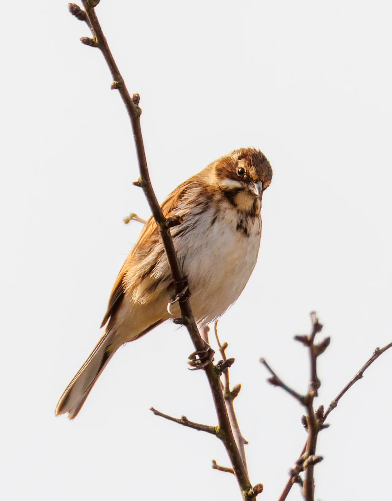 Reed Bunting, Backsands Lane, Preston, UK — photo by Orlando Prugel-Bennett