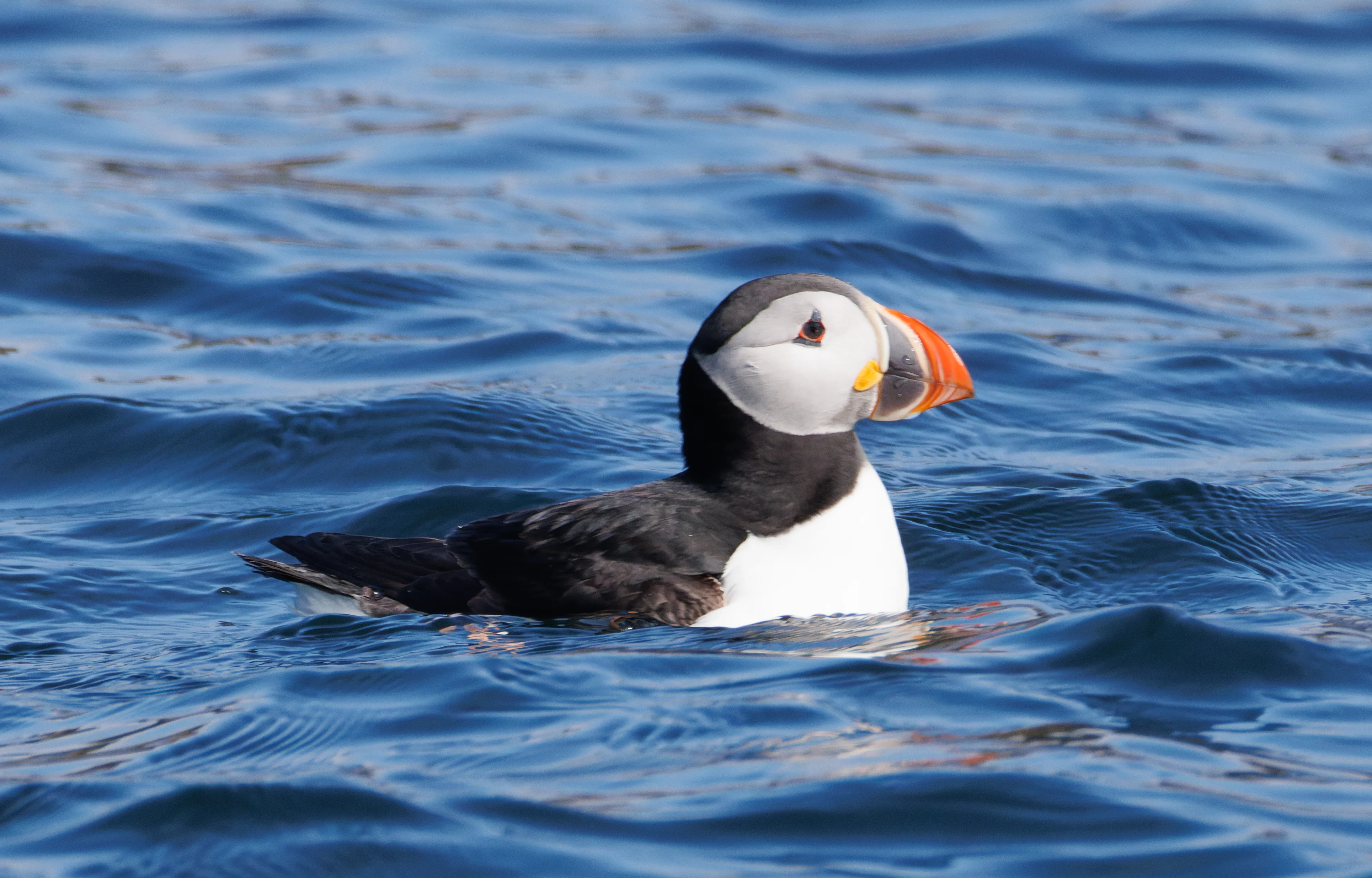 Puffin, Farne Islands, Seahouses, Northumberland, UK — photo by Orlando Prugel-Bennett