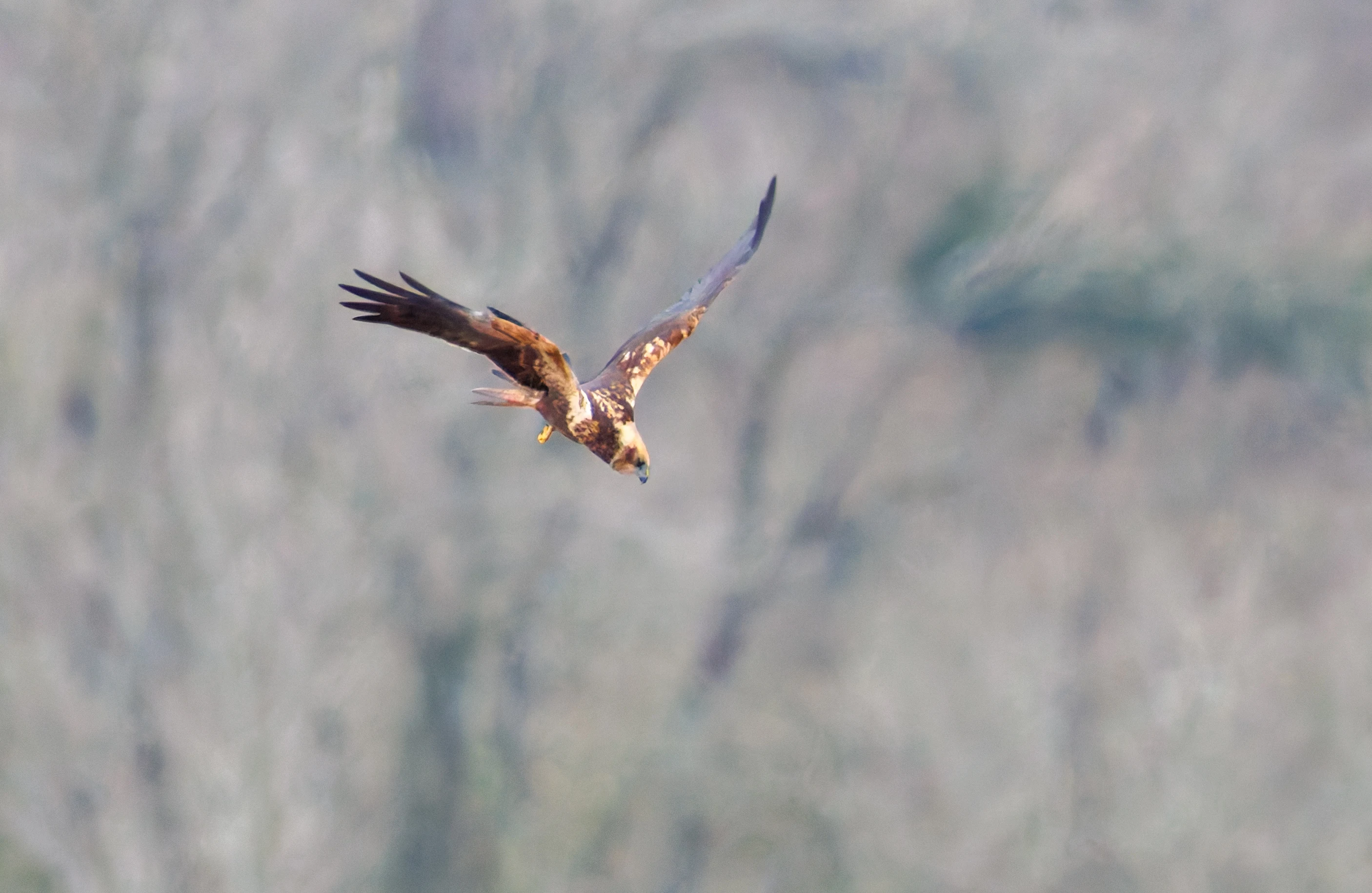 Marsh Harrier, Leighton Moss, UK — photo by Orlando Prugel-Bennett