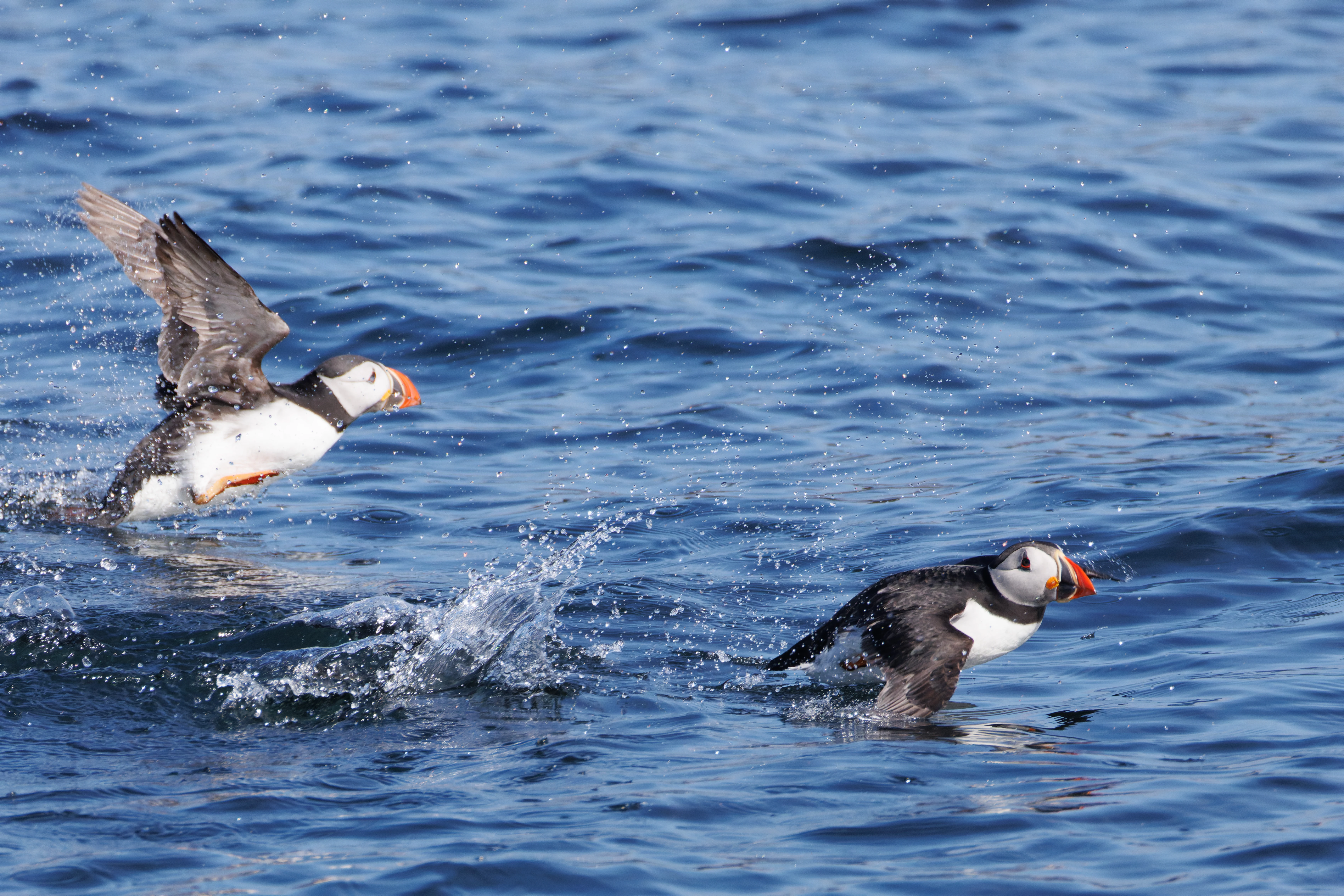 Puffins, Farne Islands, Seahouses, Northumberland, UK — photo by Orlando Prugel-Bennett