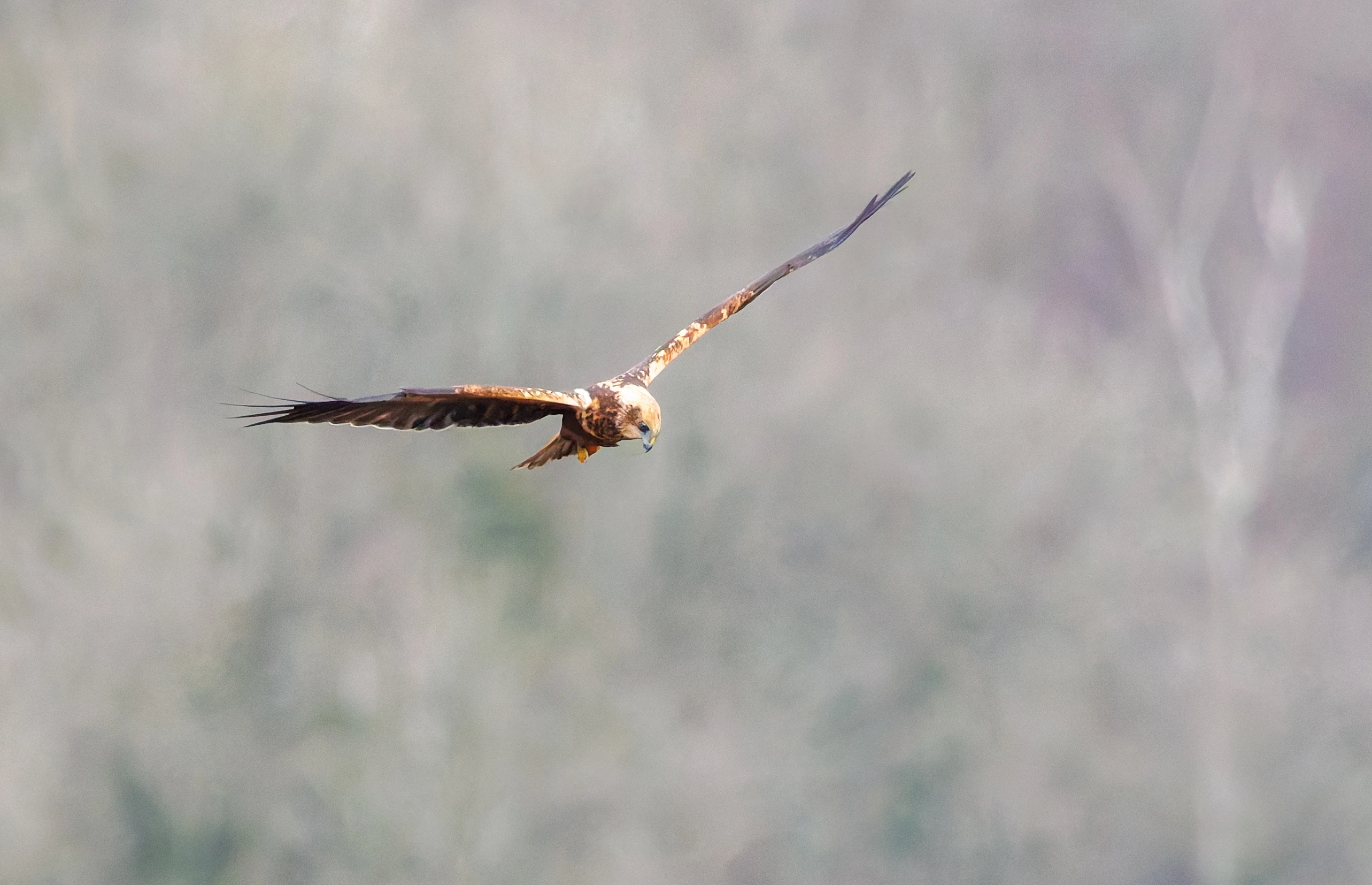 Marsh Harrier, Leighton Moss, UK — photo by Orlando Prugel-Bennett
