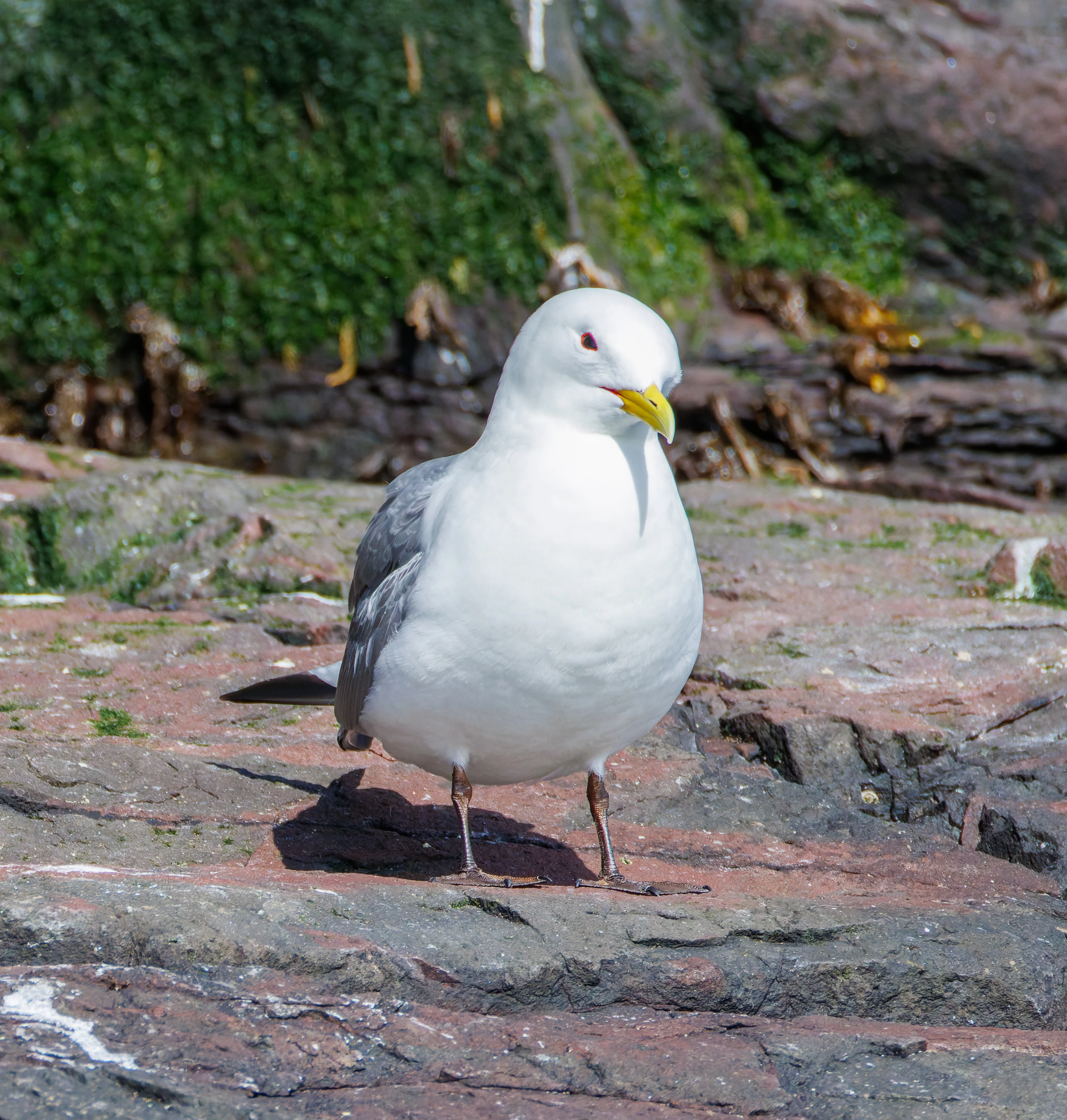 Kittiwake, Farne Islands, Seahouses, Northumberland, UK — photo by Orlando Prugel-Bennett