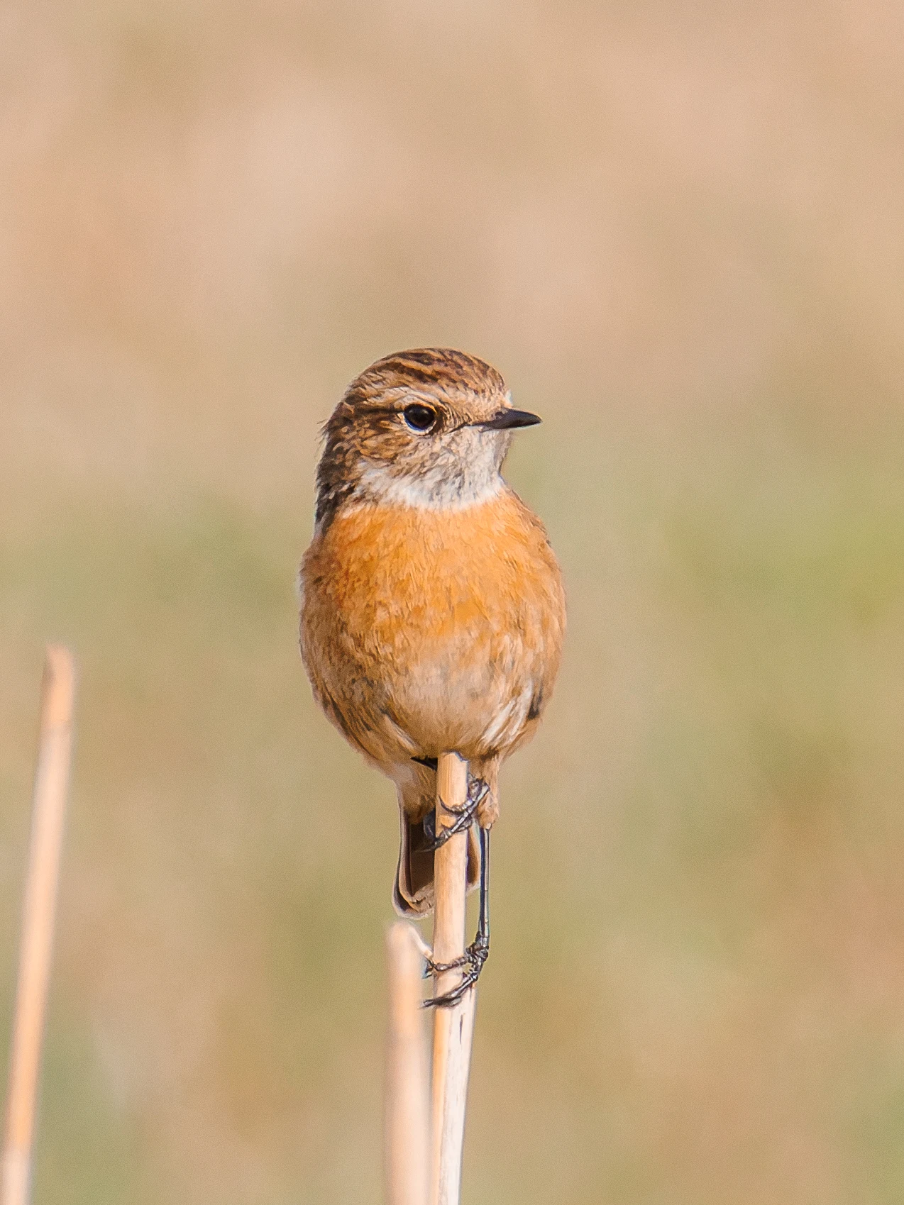 Stonechat, Fleetwood, UK — photo by Orlando Prugel-Bennett