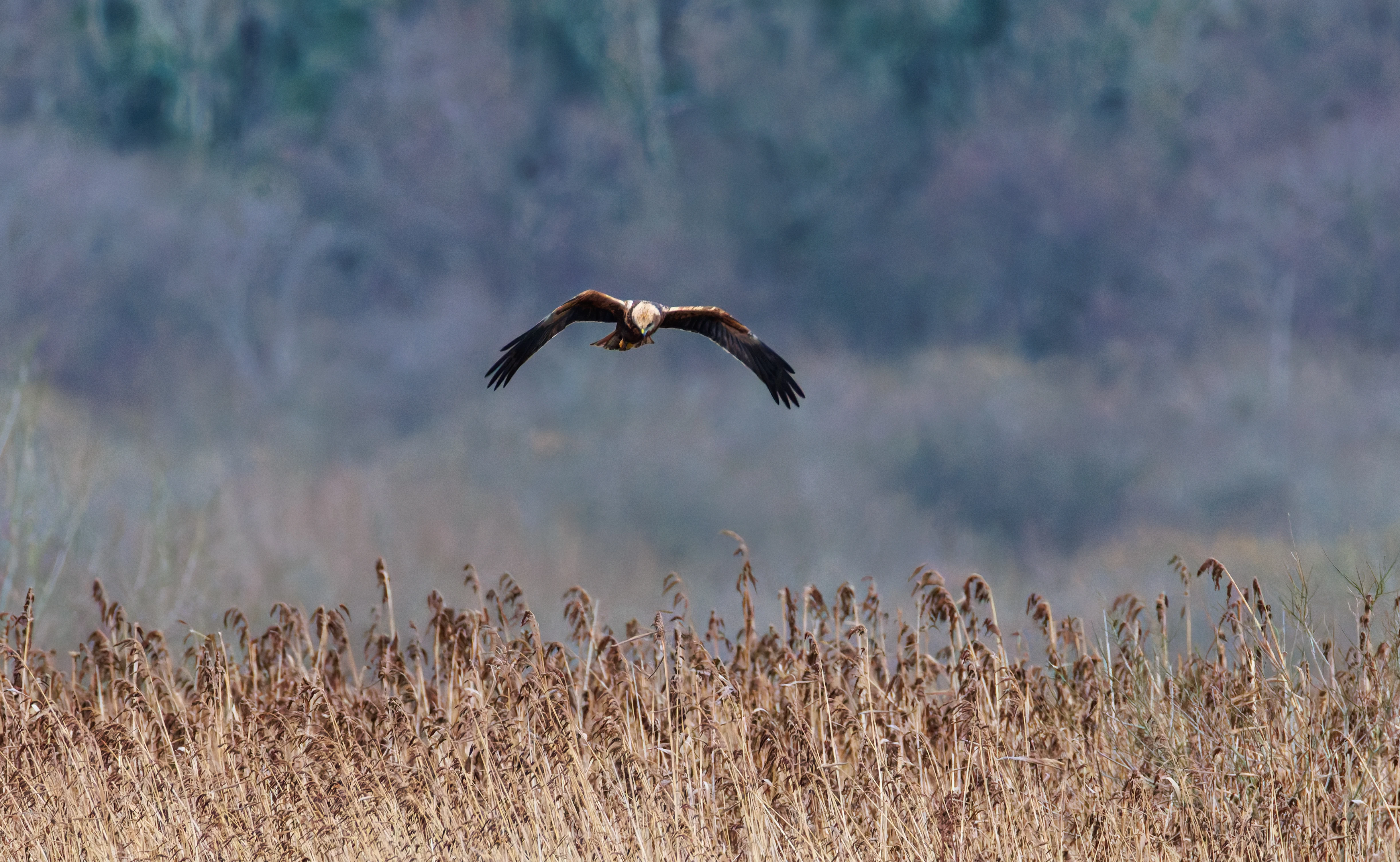 Marsh Harrier, Leighton Moss, UK — photo by Orlando Prugel-Bennett