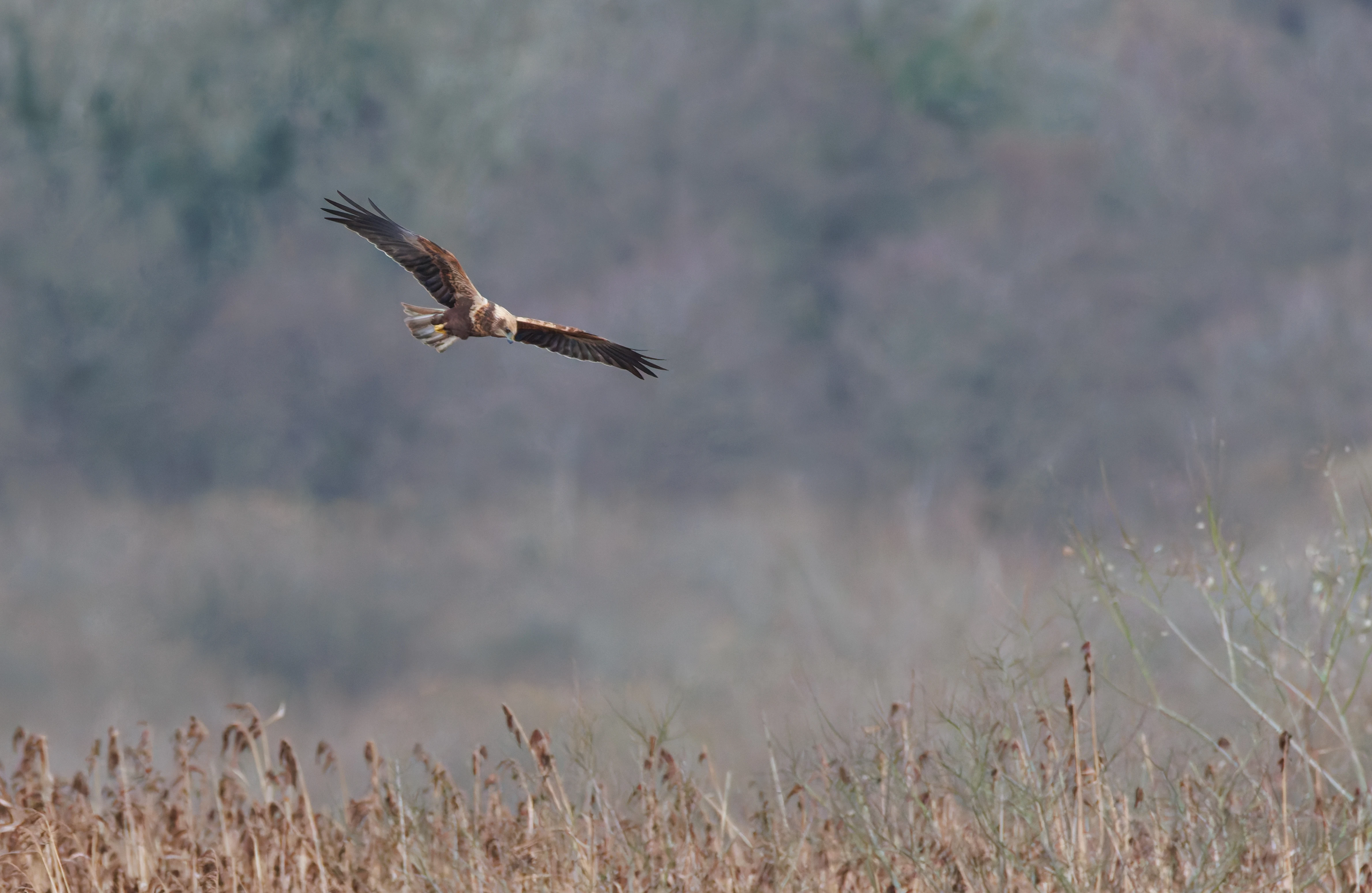 Marsh Harrier, Leighton Moss, UK — photo by Orlando Prugel-Bennett