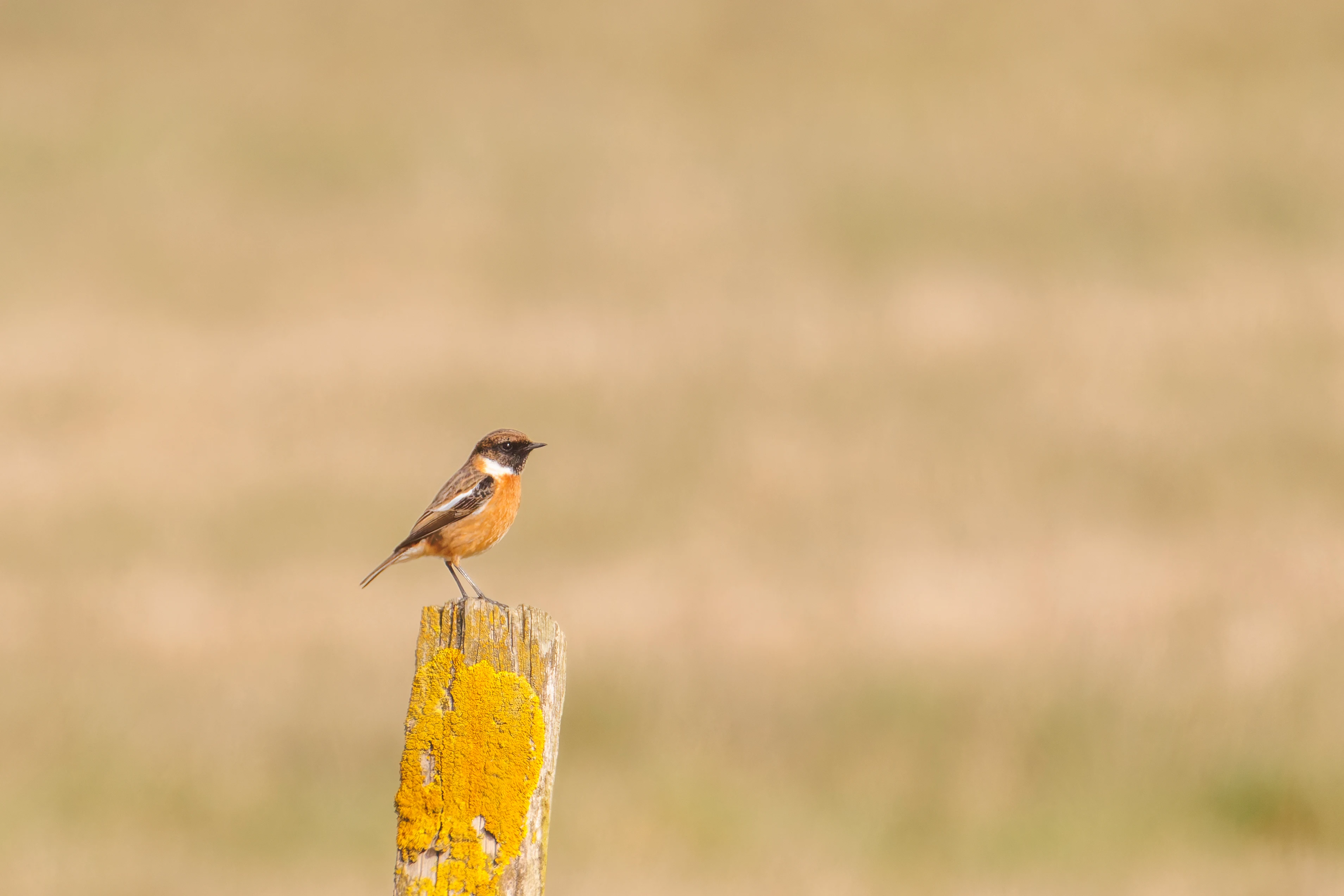 Stonechat, Fleetwood, UK — photo by Orlando Prugel-Bennett