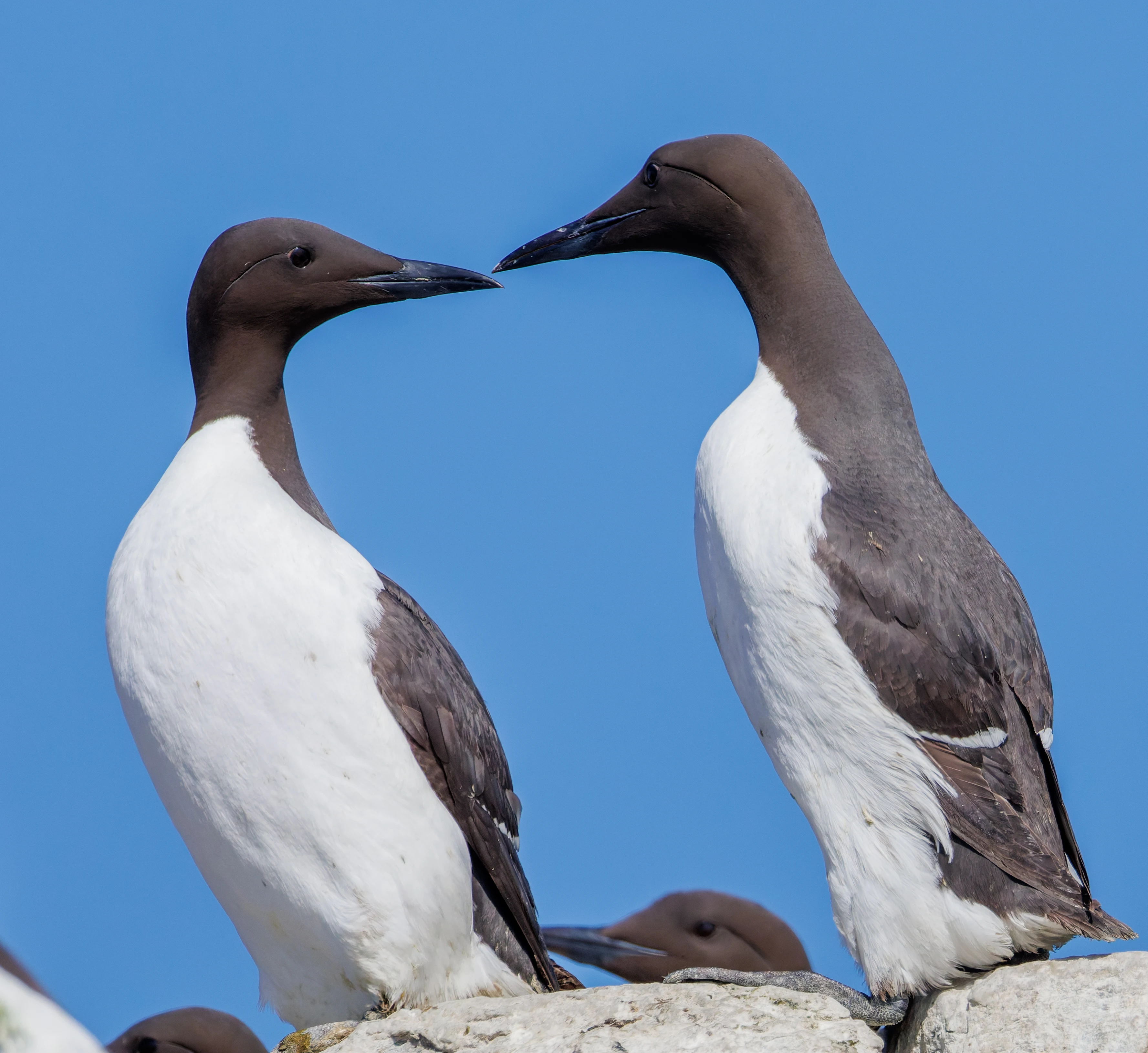 Guillemots, Farne Islands, Seahouses, Northumberland, UK — photo by Orlando Prugel-Bennett
